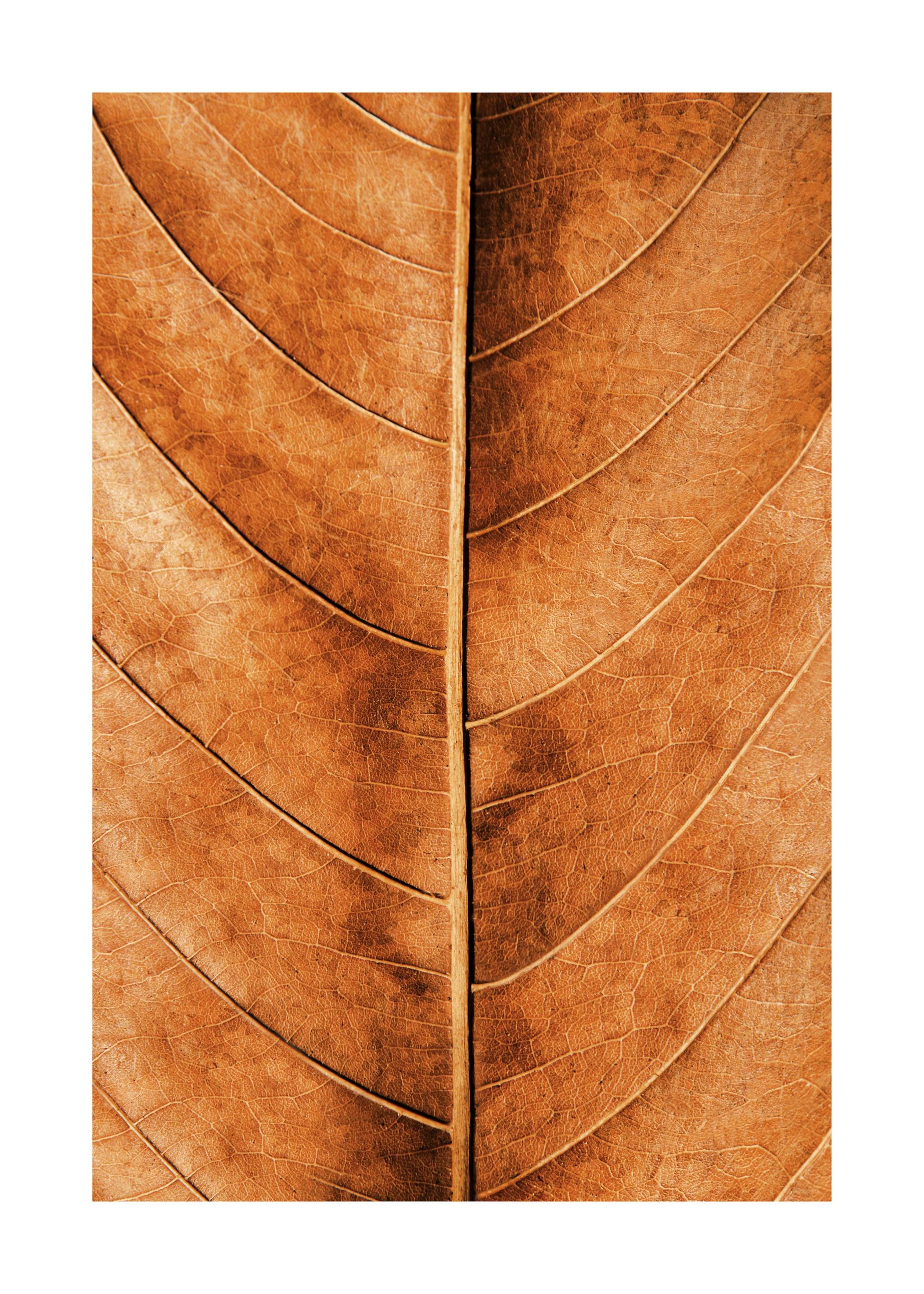 Autumn Leaf Affiche 0