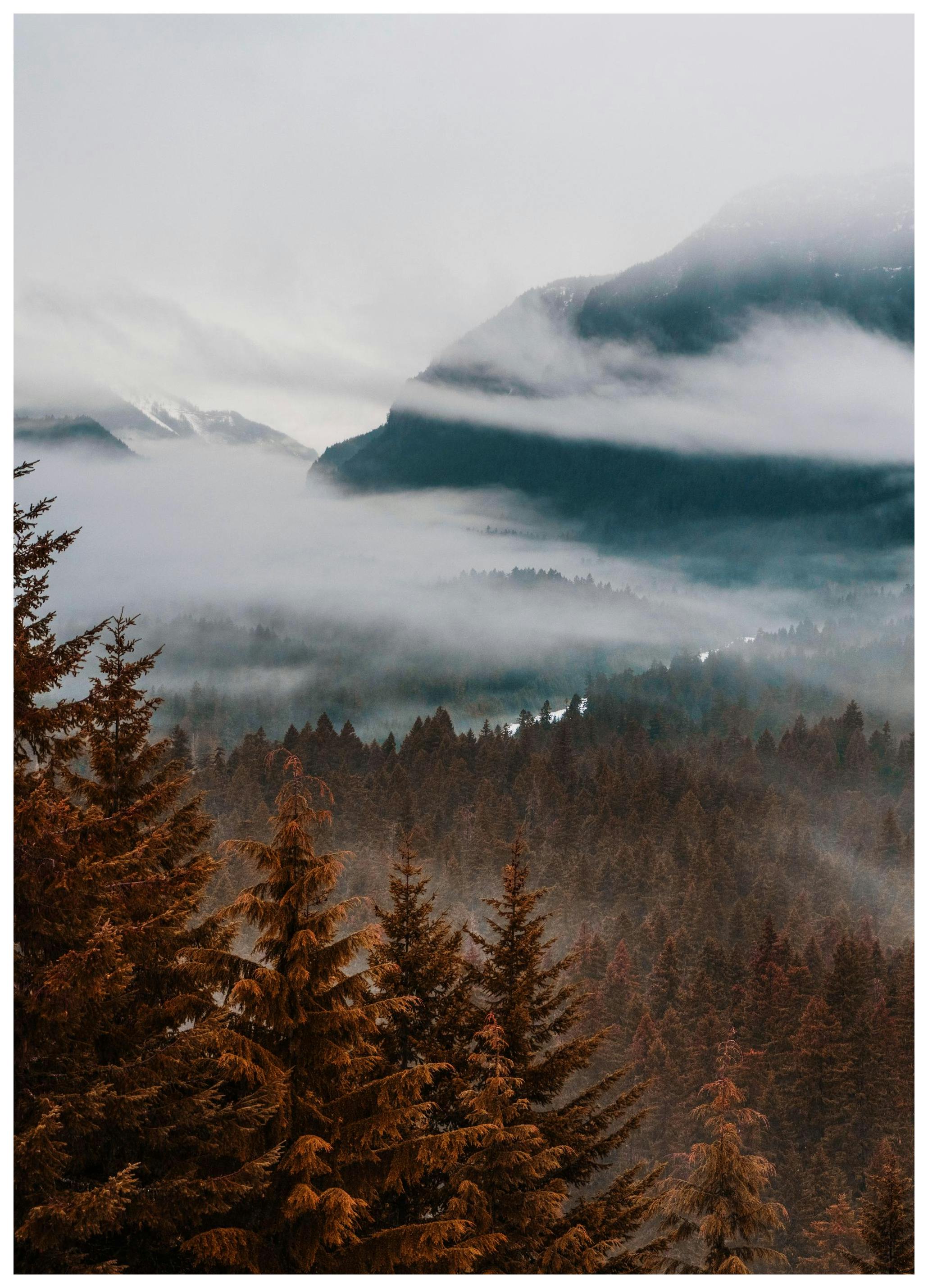 Prints - Autumn Forest Print (50x70 cm) - Nature prints