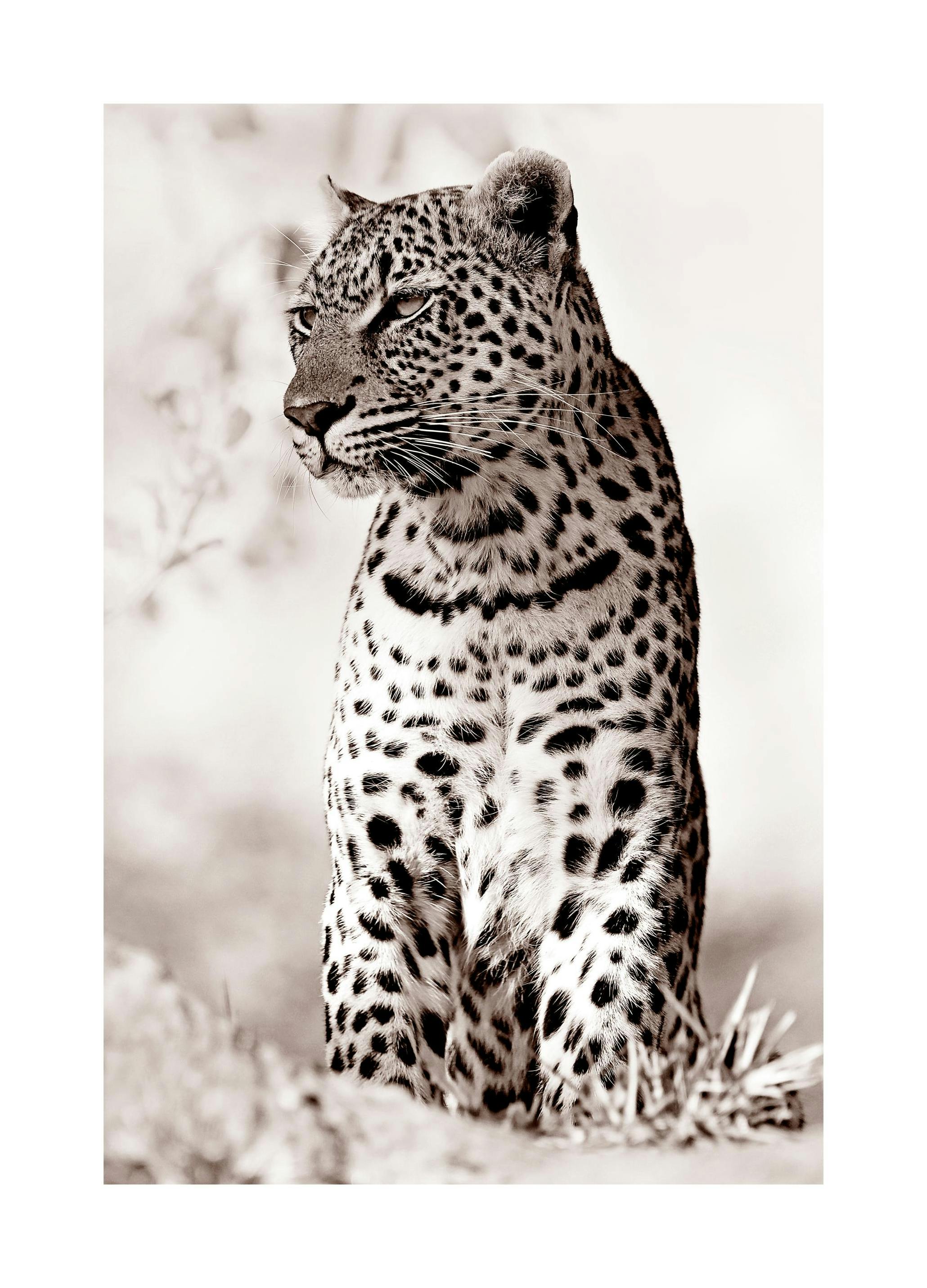 Leopard in the Wild Poster (50x70 cm) -  Fotografien