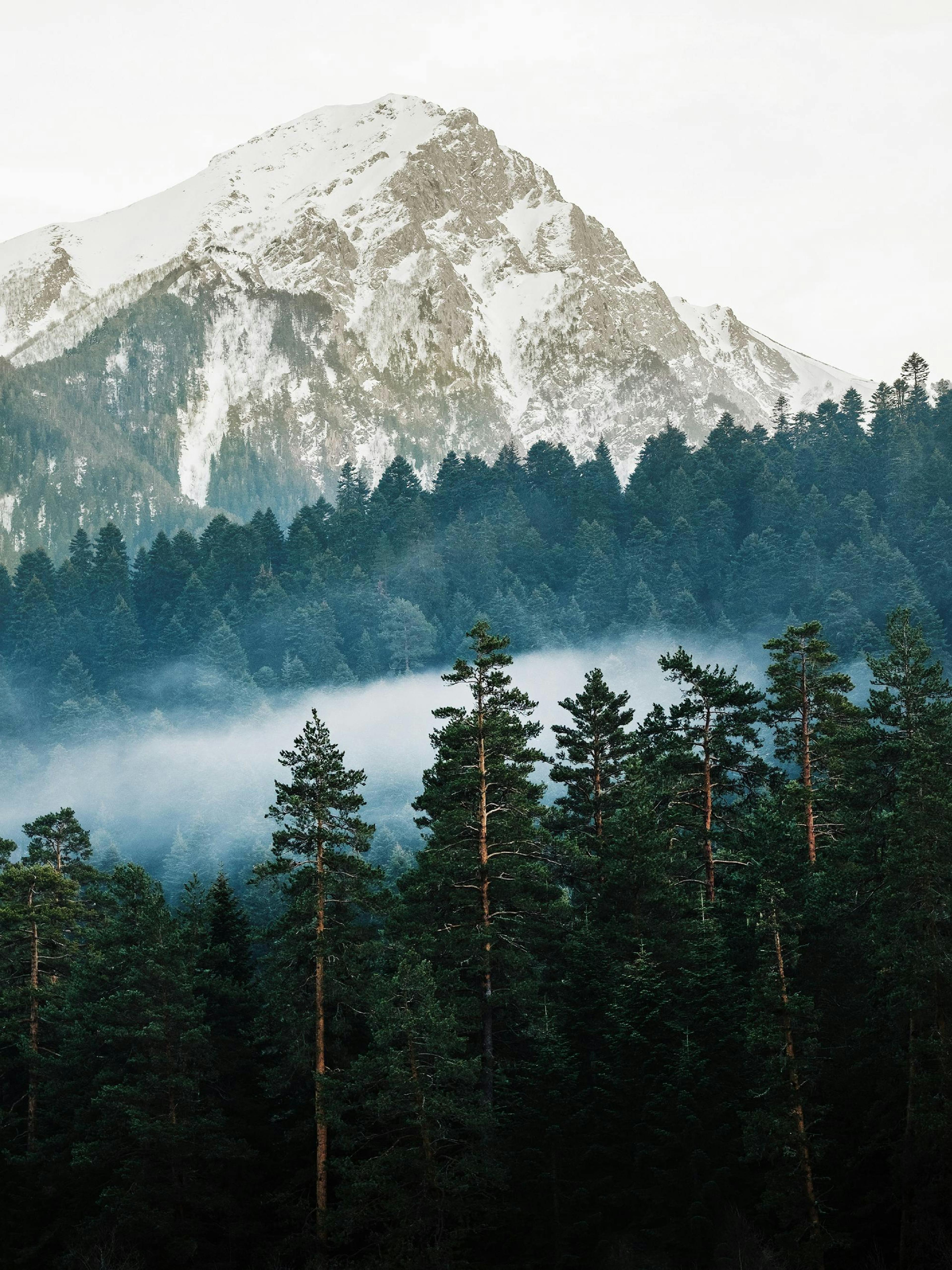 Mountain and Forest Plagát