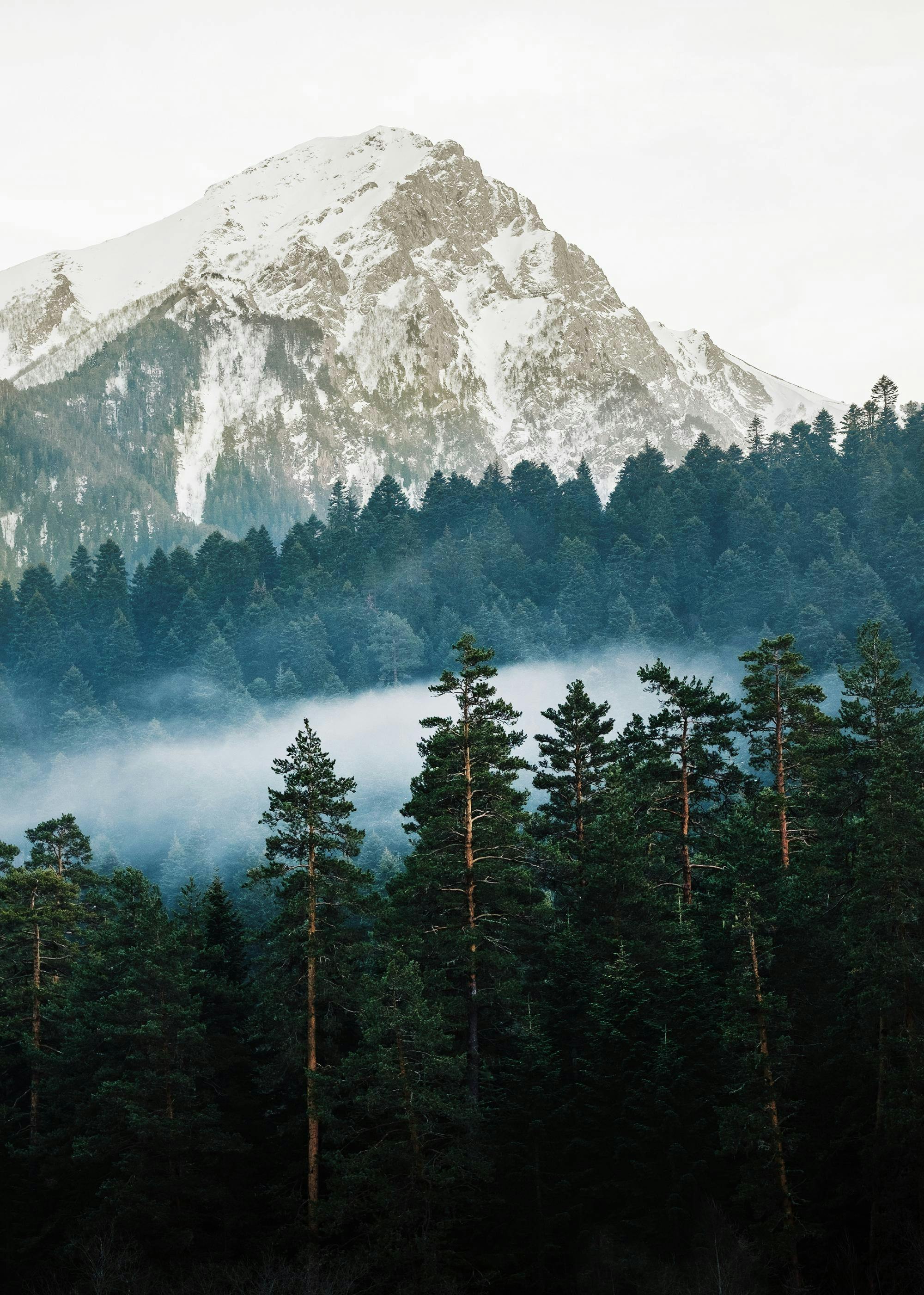 Mountain and Forest Print 0