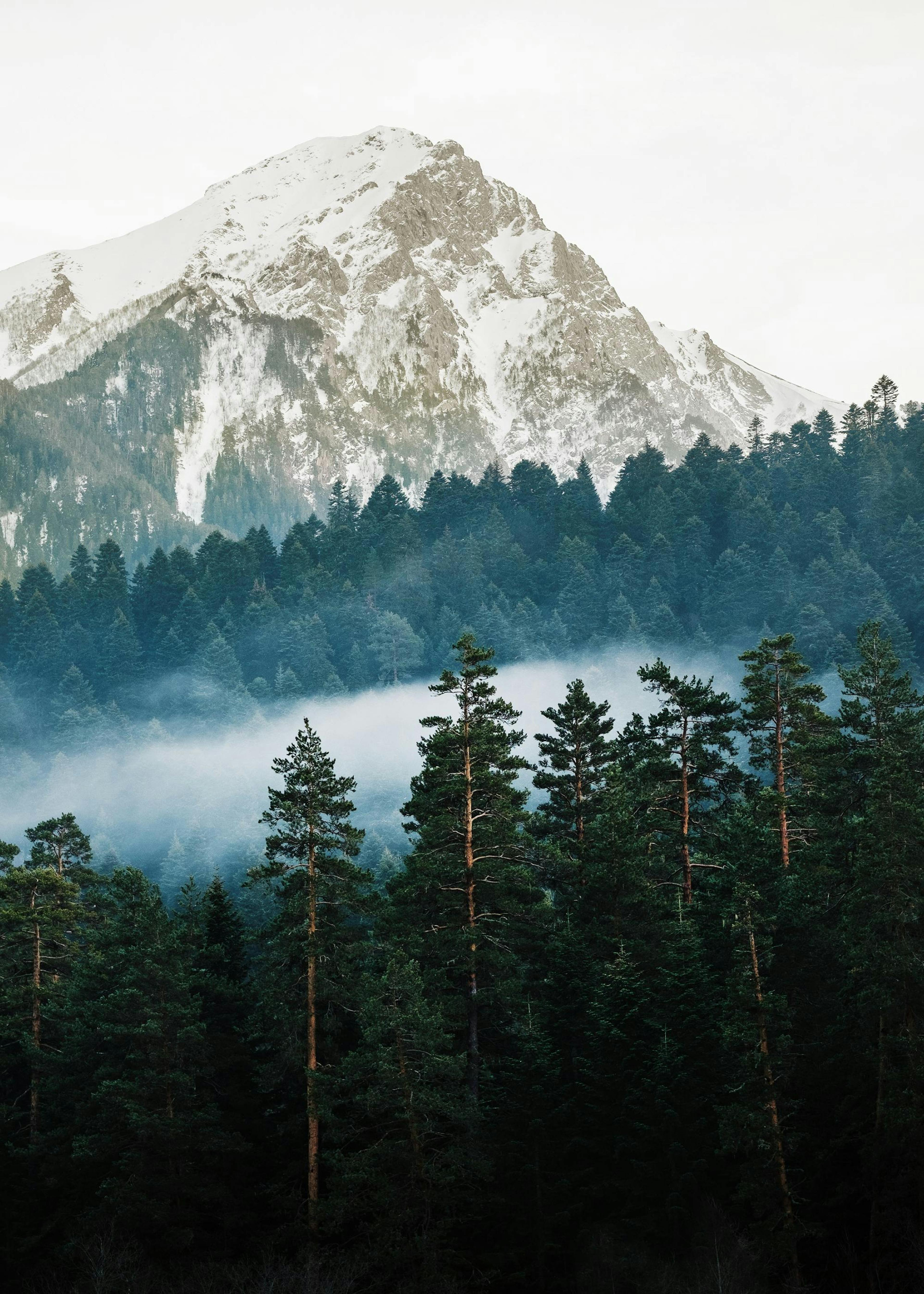 Mountain and Forest Print 0