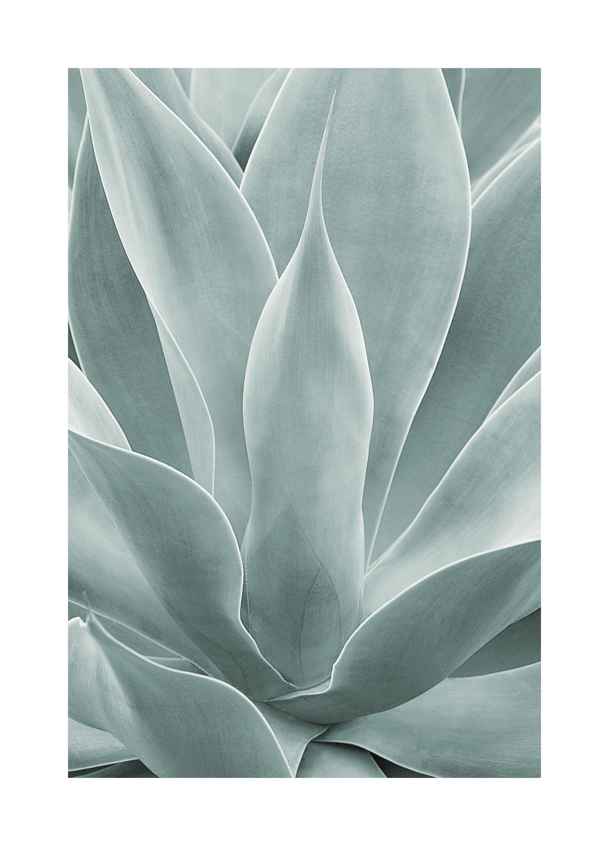 Agave Leaves No1 Poster (21x30 cm)- Posters de plantas verdes