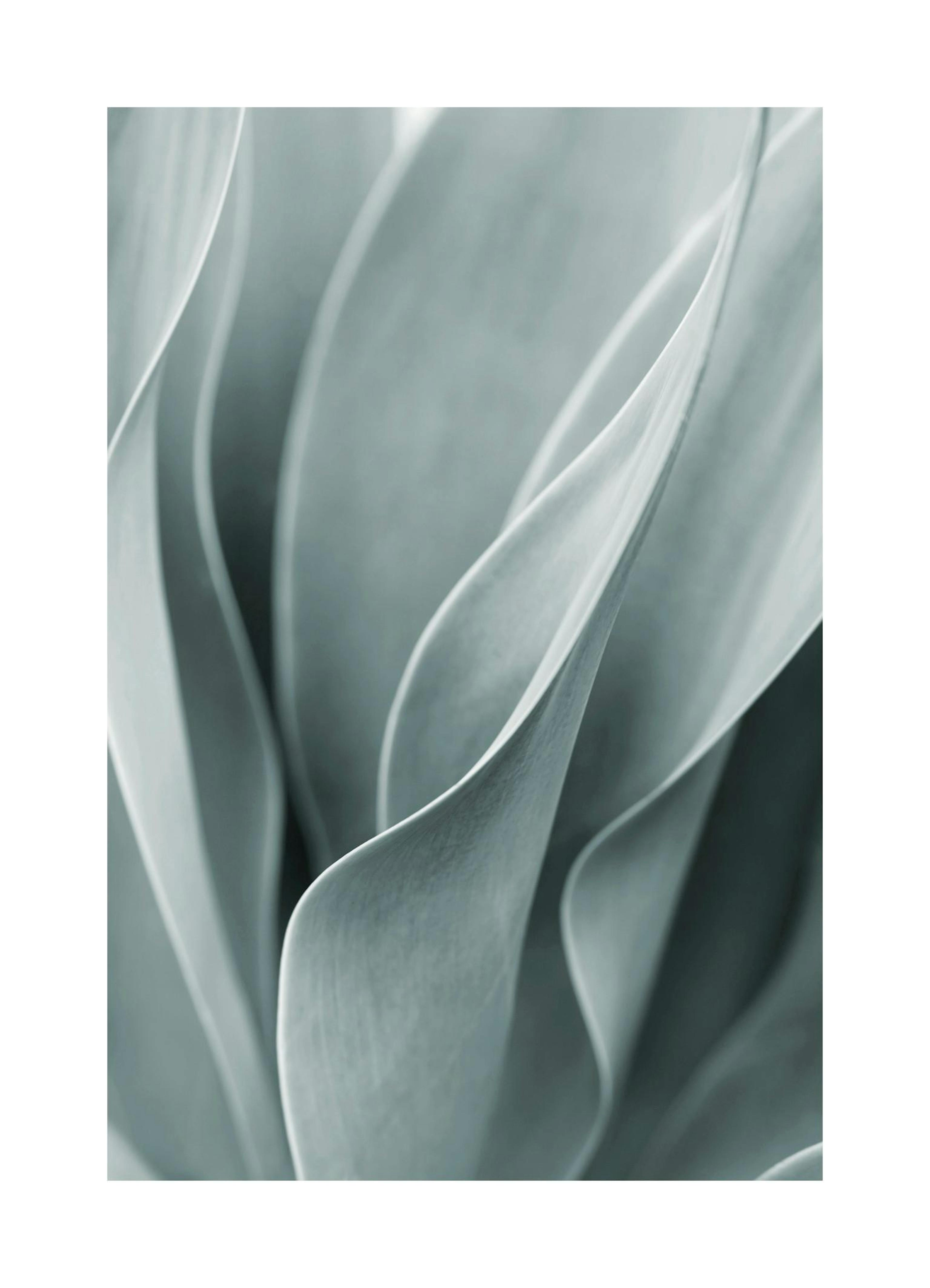 Agave Leaves No3 Poster