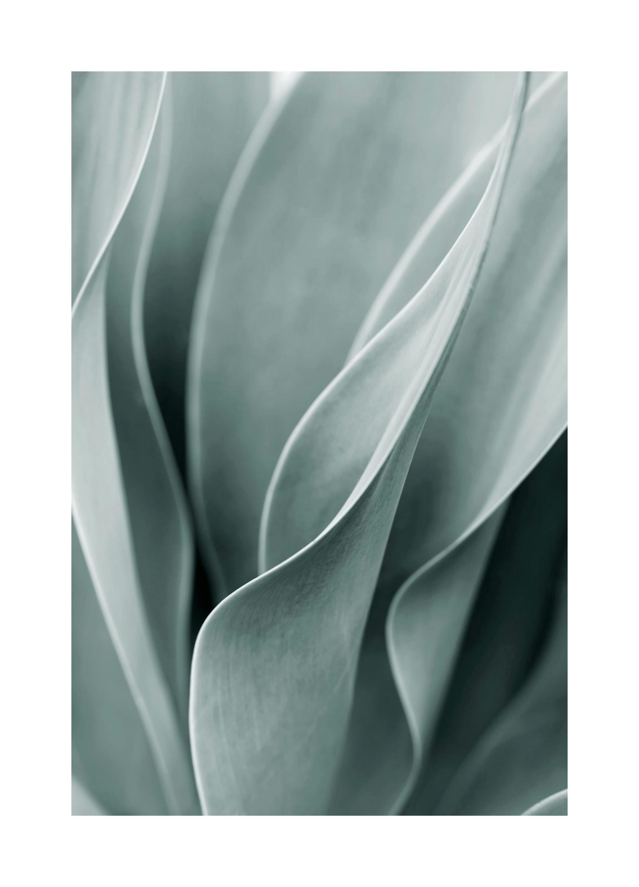 Agave Leaves No3 Poster (30x40 cm) -  Fotografien