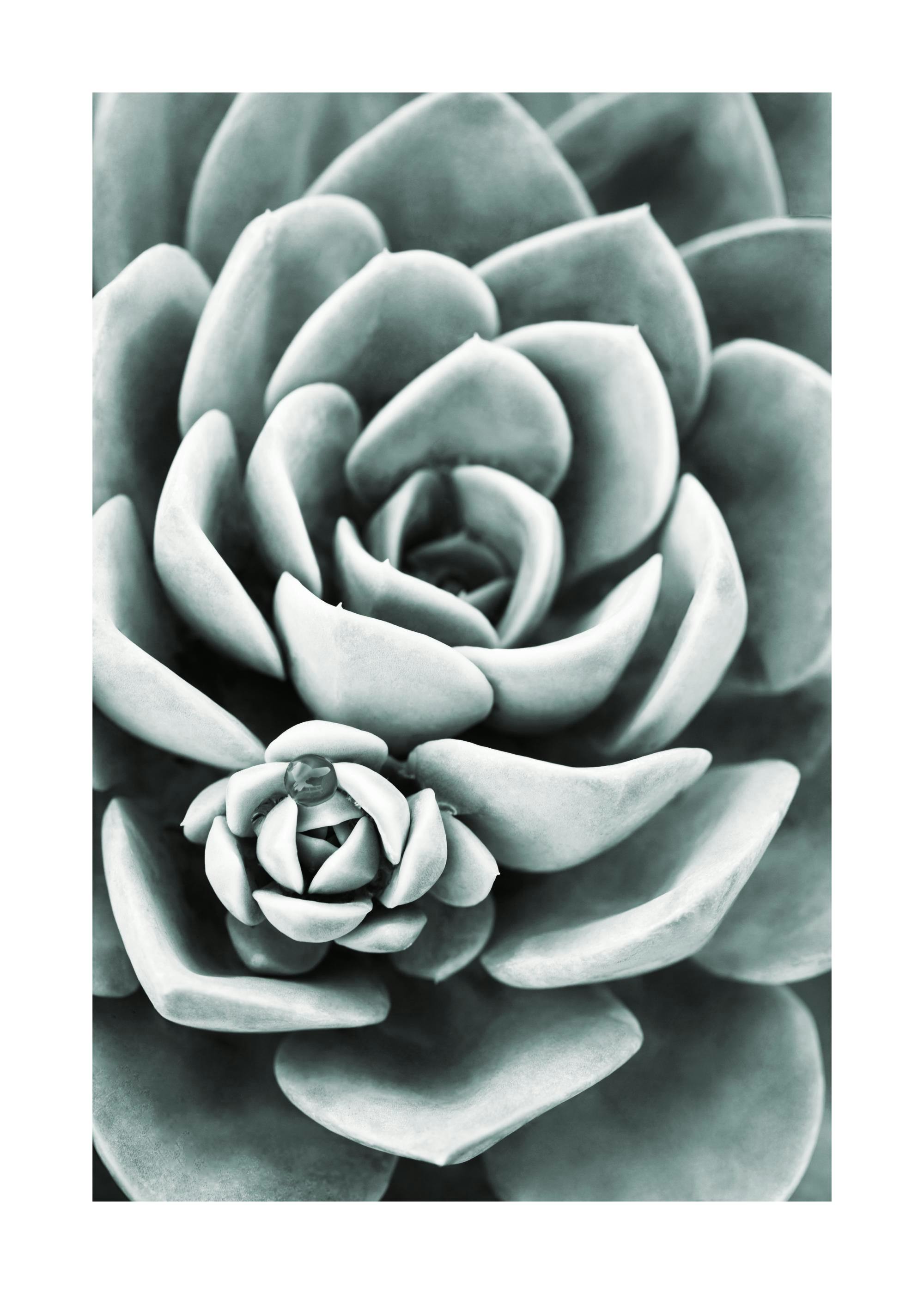 Mint Green Succulent Affiche 0