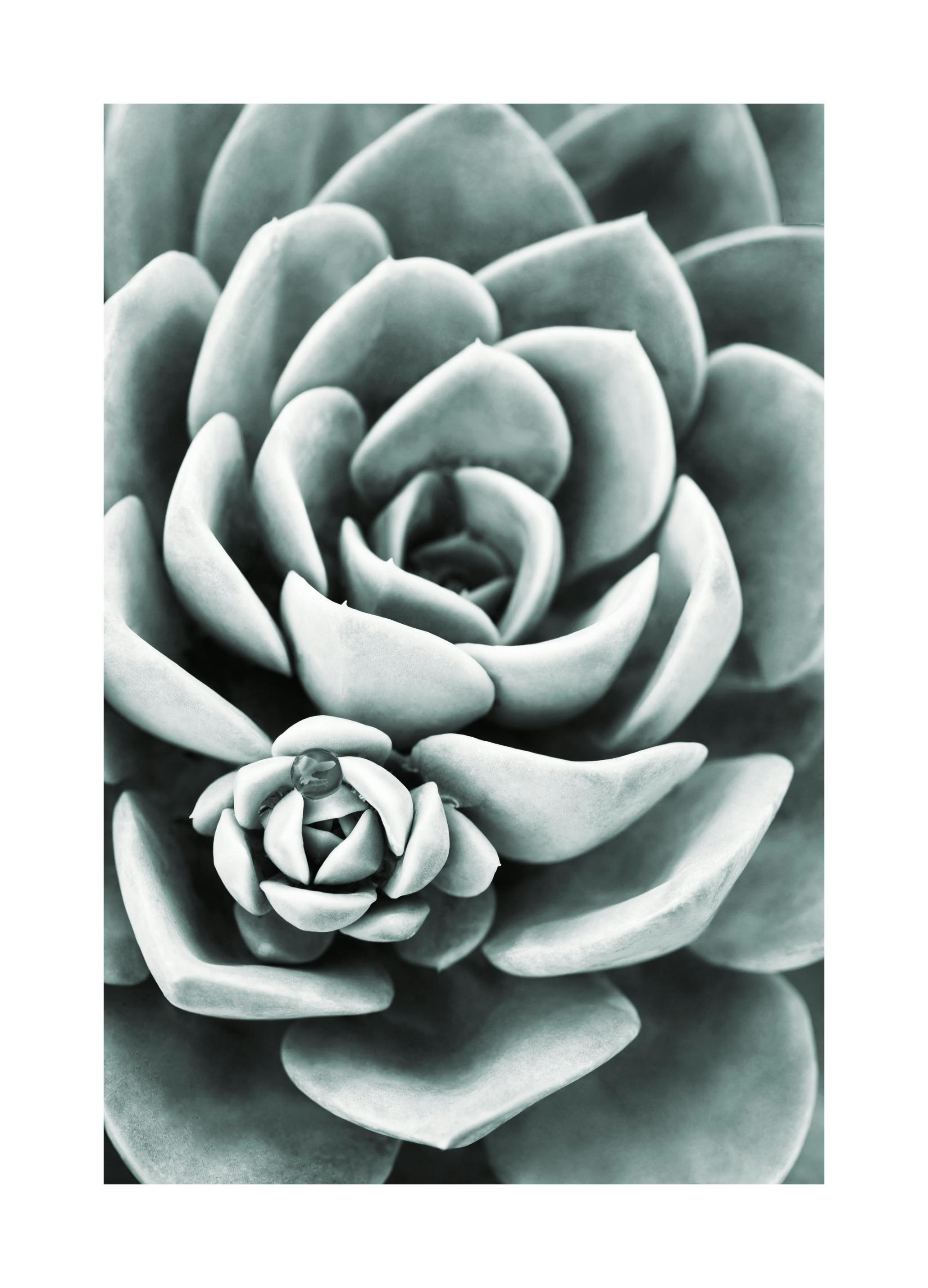Mint Green Succulent Plakat (21x30 cm)- Fotografia