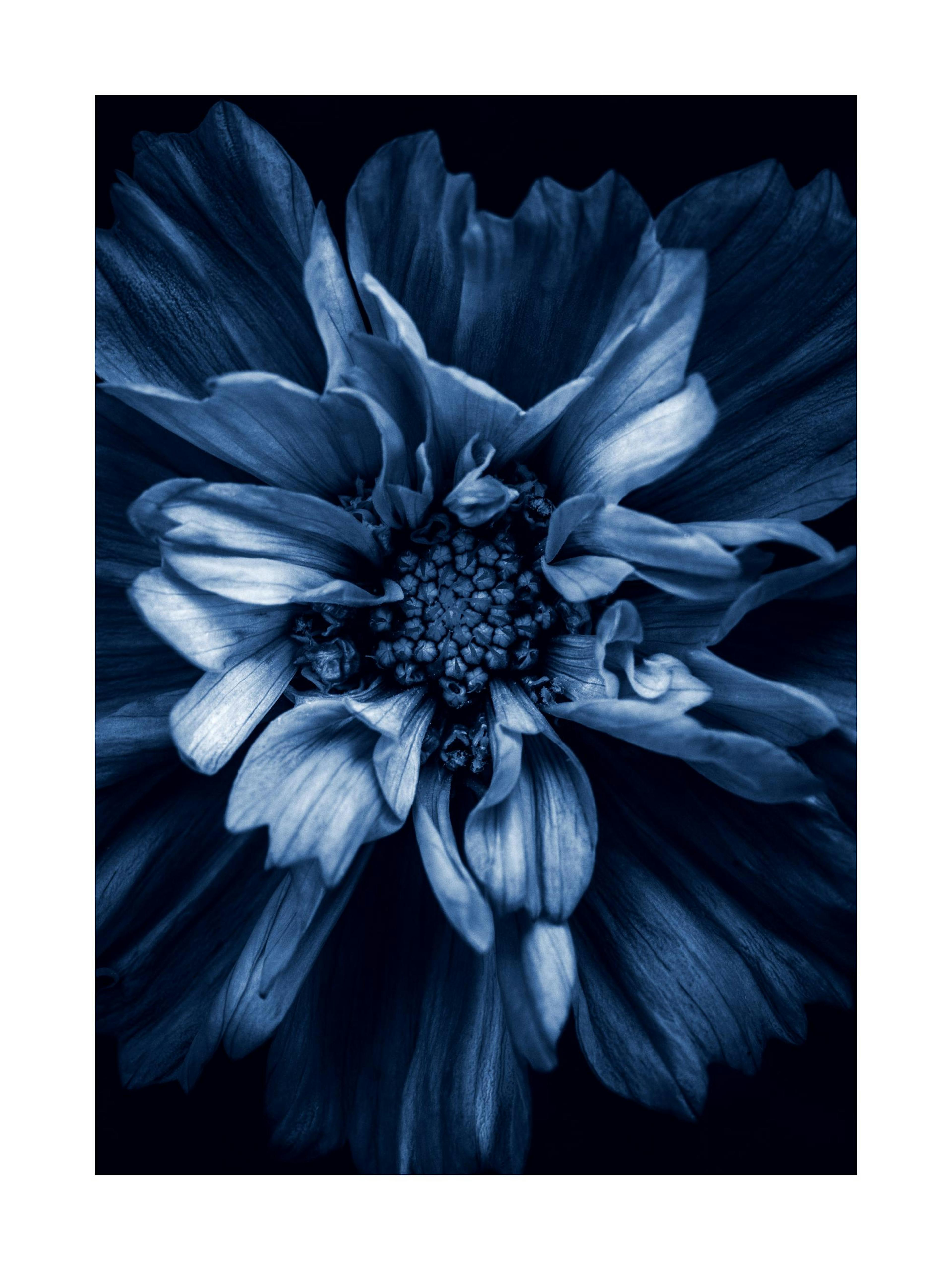 Blue Anemone Print