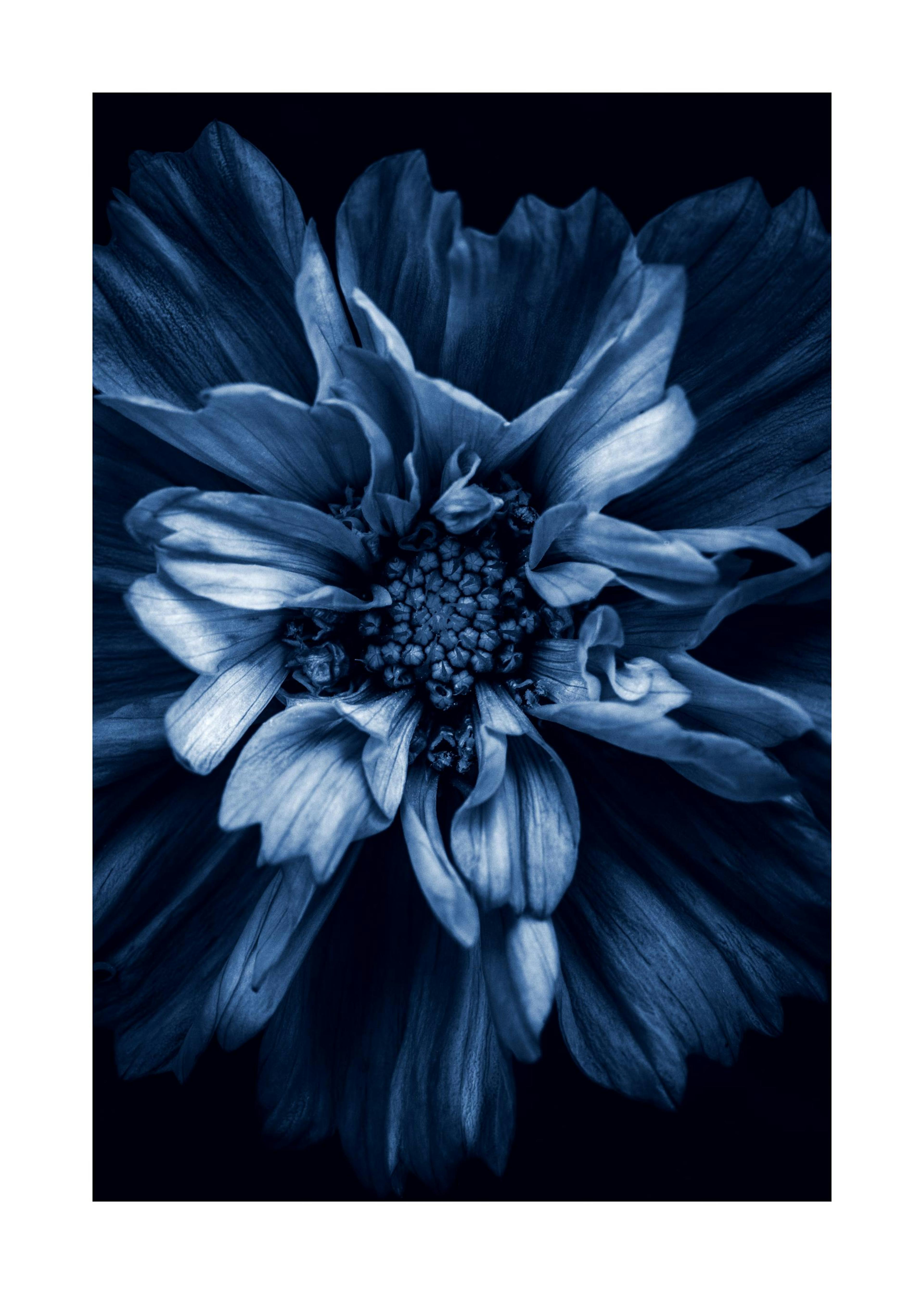 Blue Anemone Plakat 0