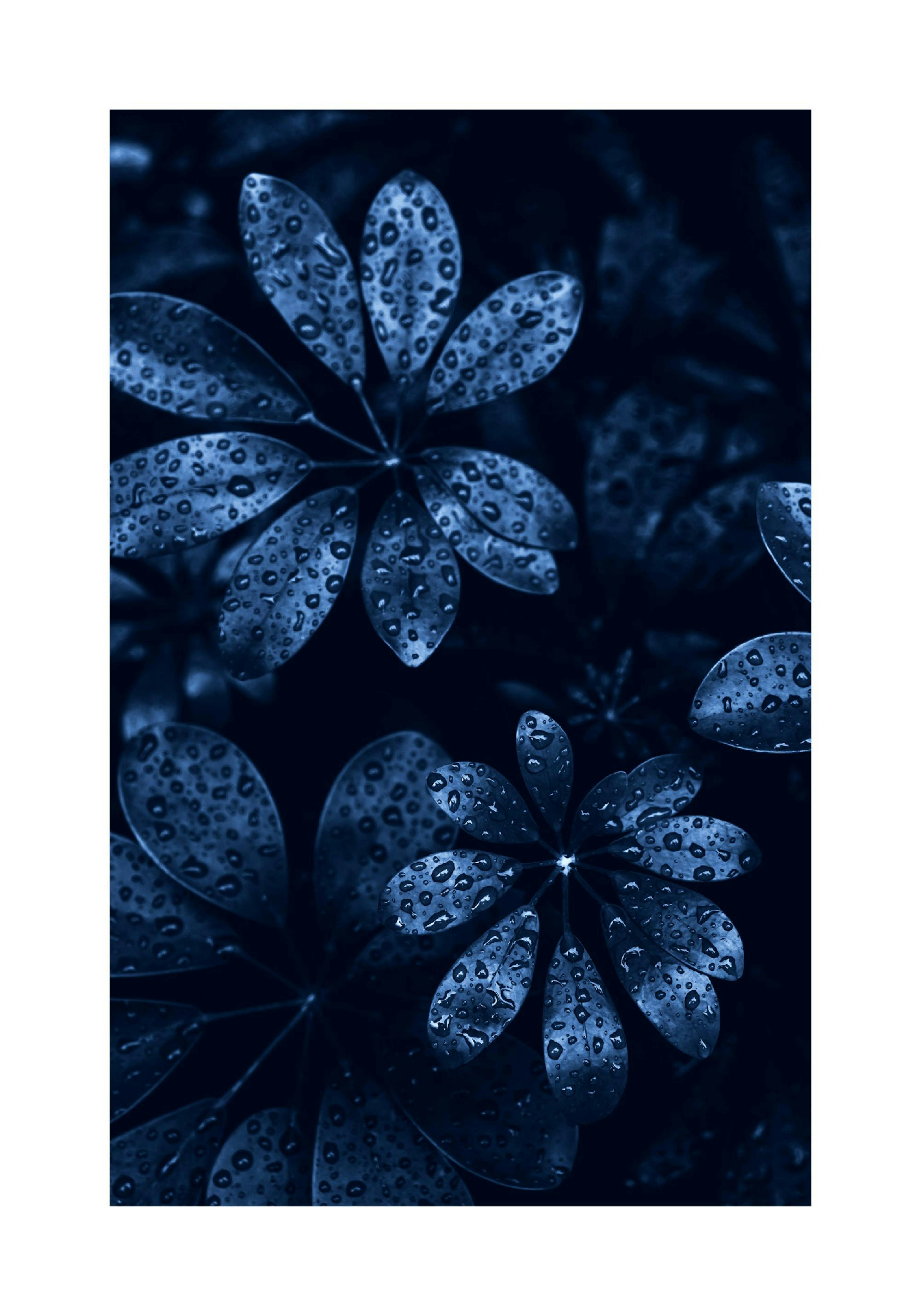 Raindrops on Leaves 포스터