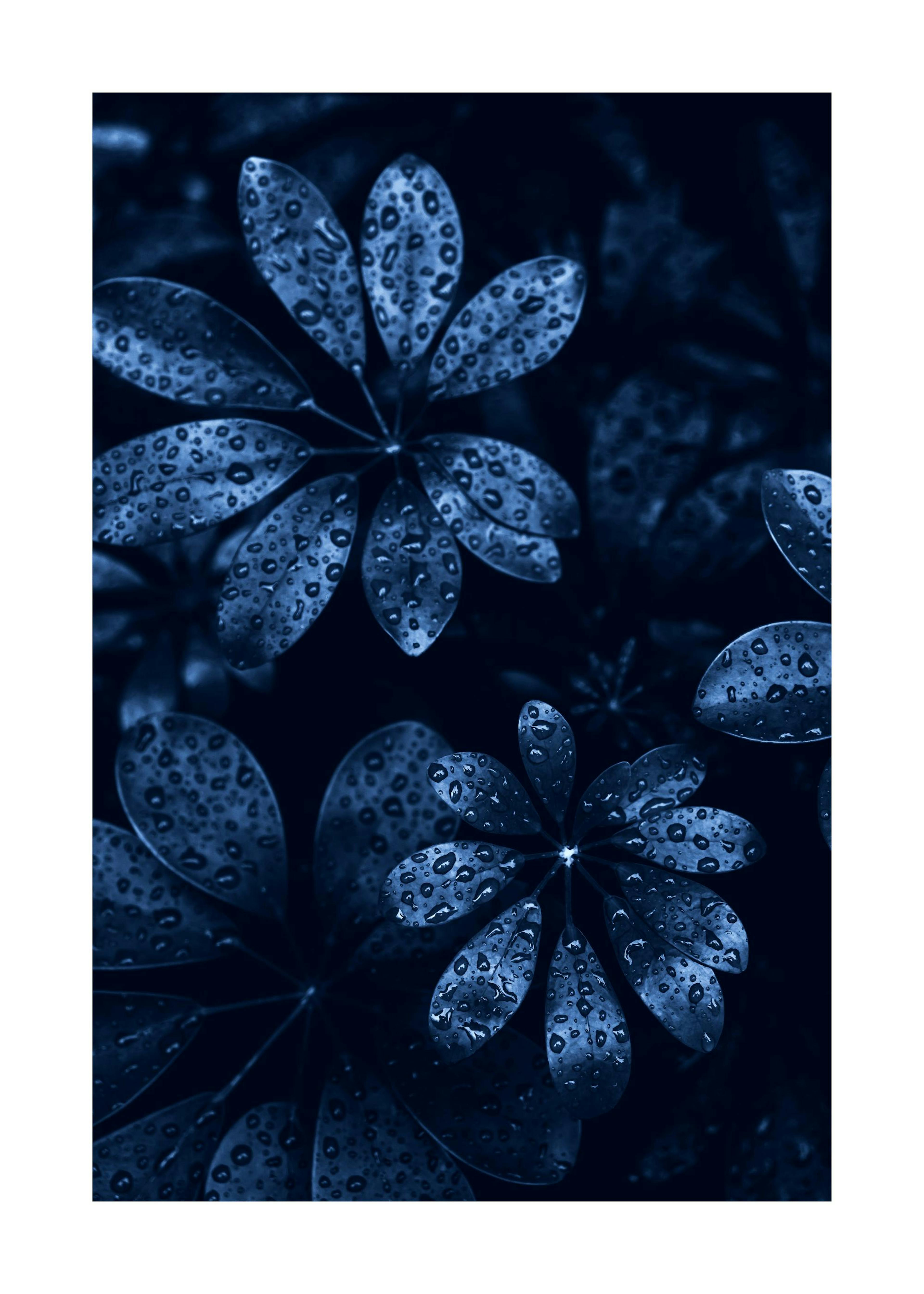 Raindrops on Leaves Plakat 0