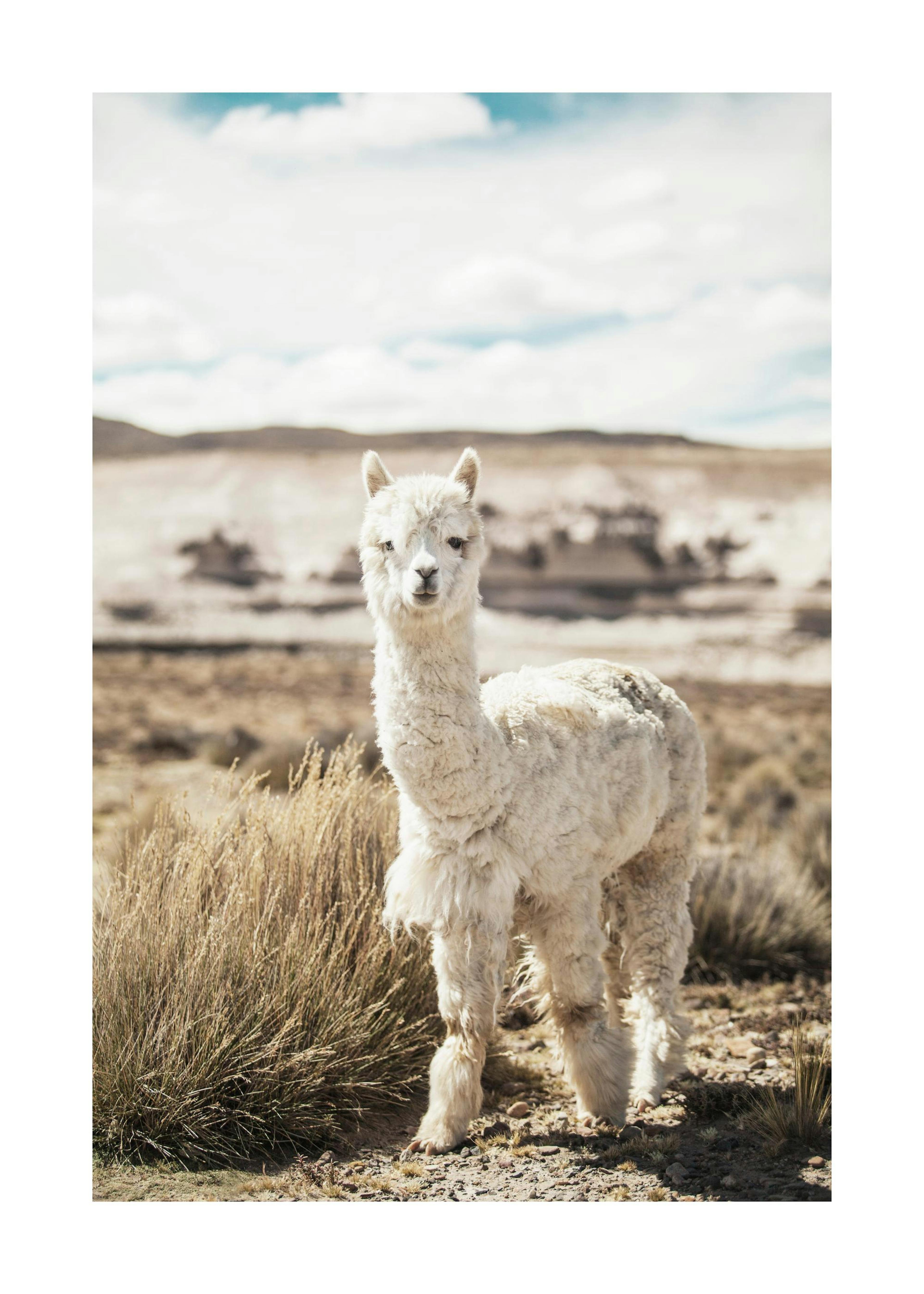 Curious Alpaca Affiche 0