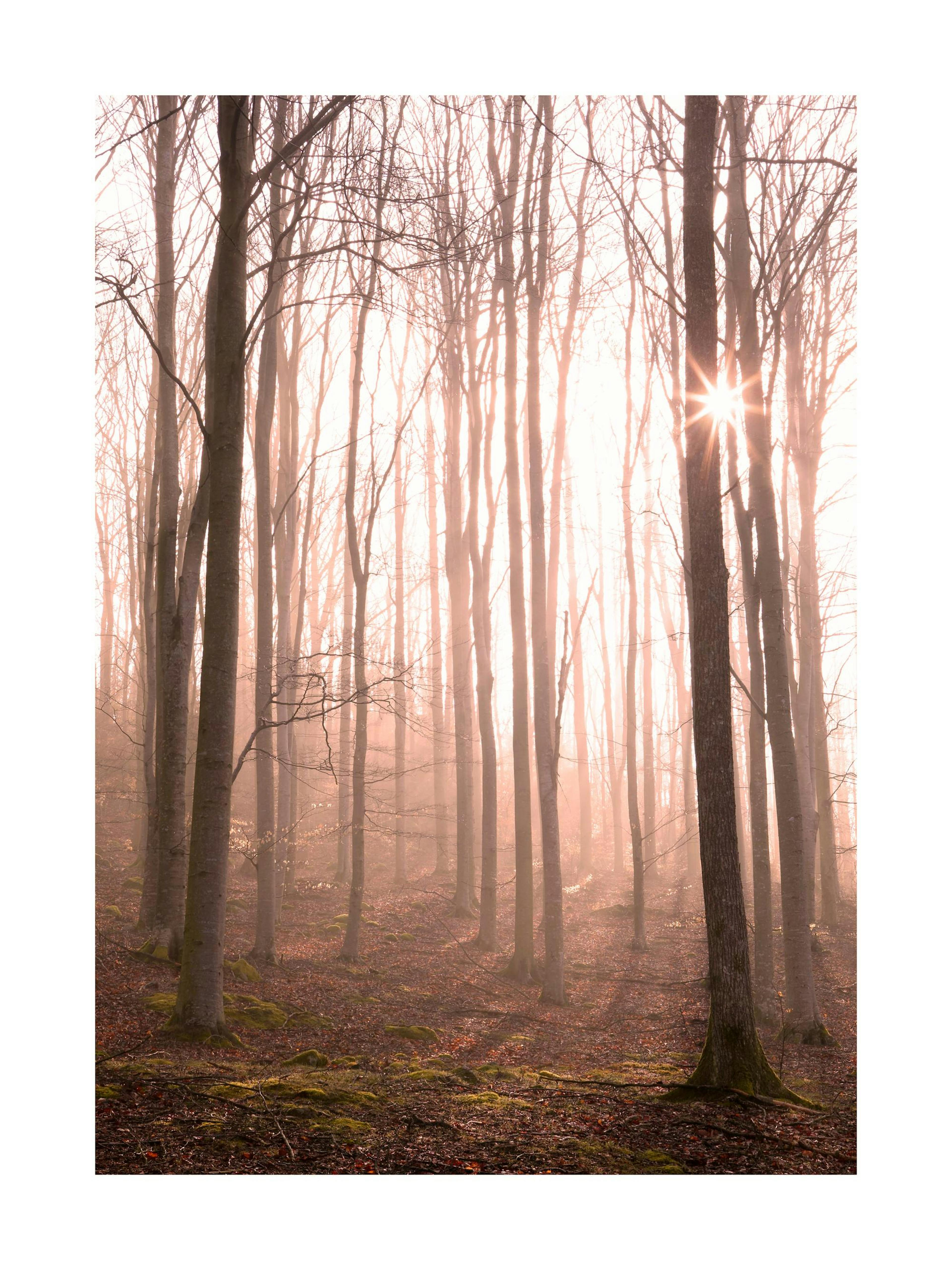 Forest in Fog Affiche