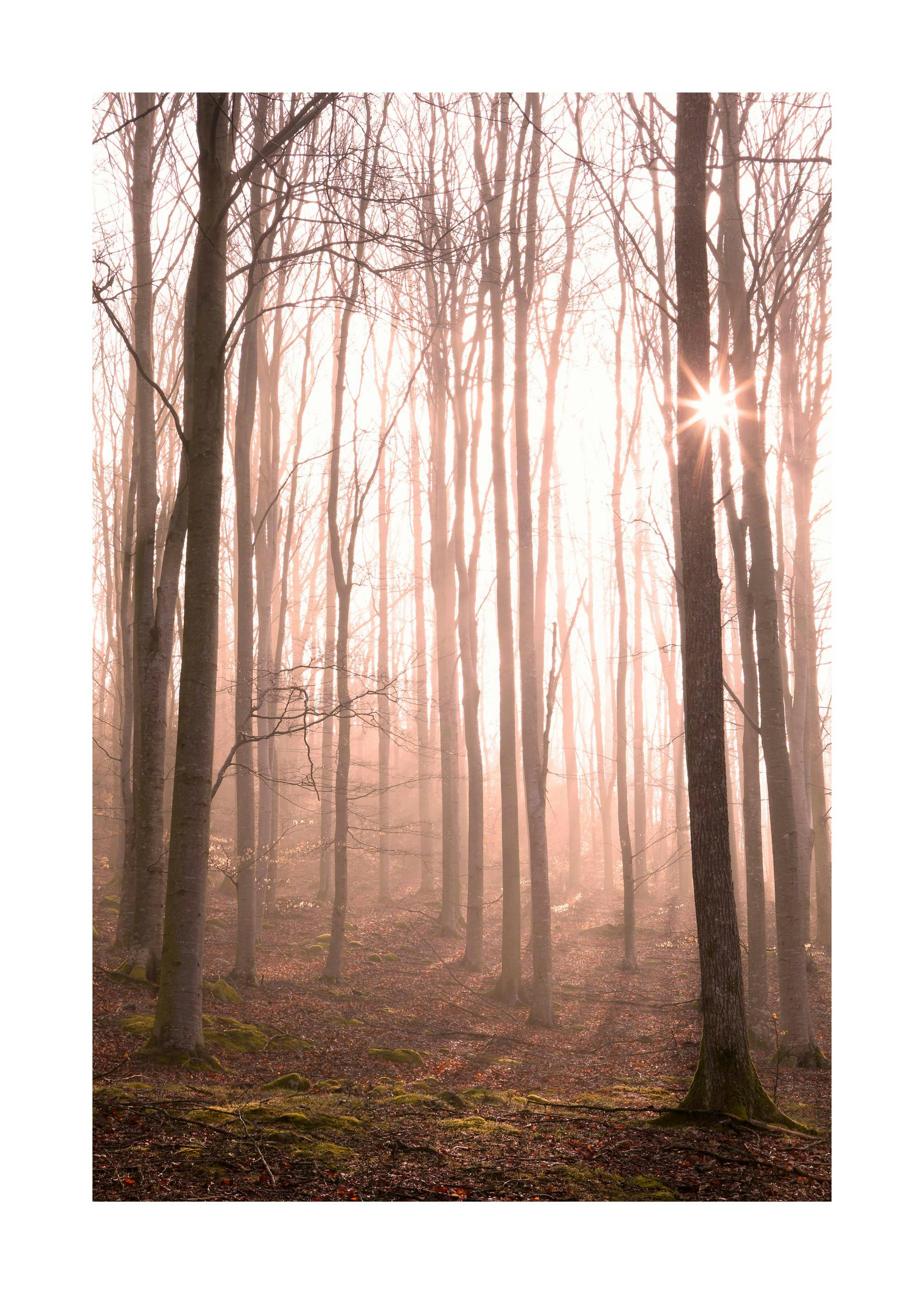 Forest in Fog Print 0