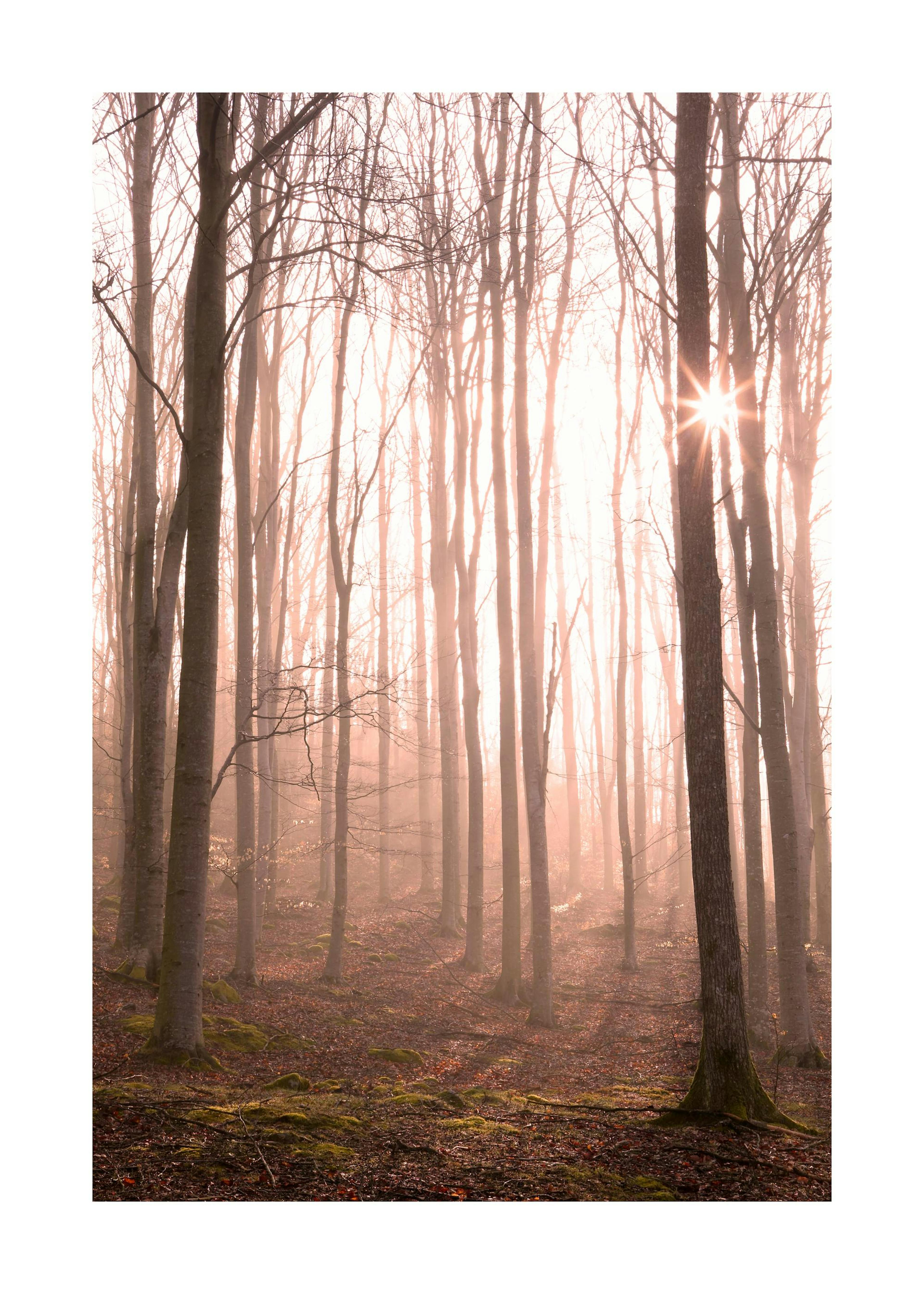 Forest in Fog Affiche 0