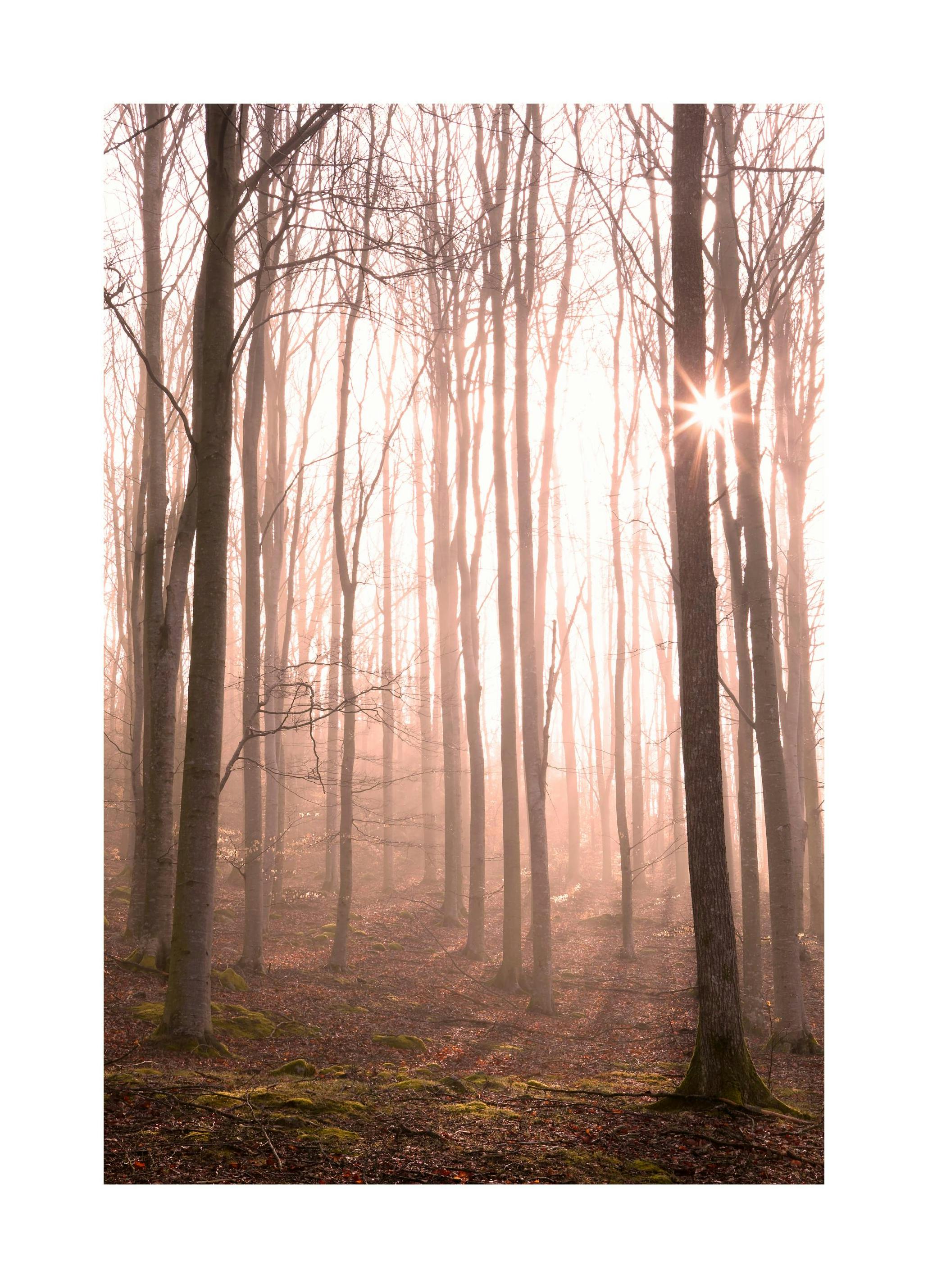 Forest in Fog Plakat (50x70 cm) - Plakater > Naturplakater