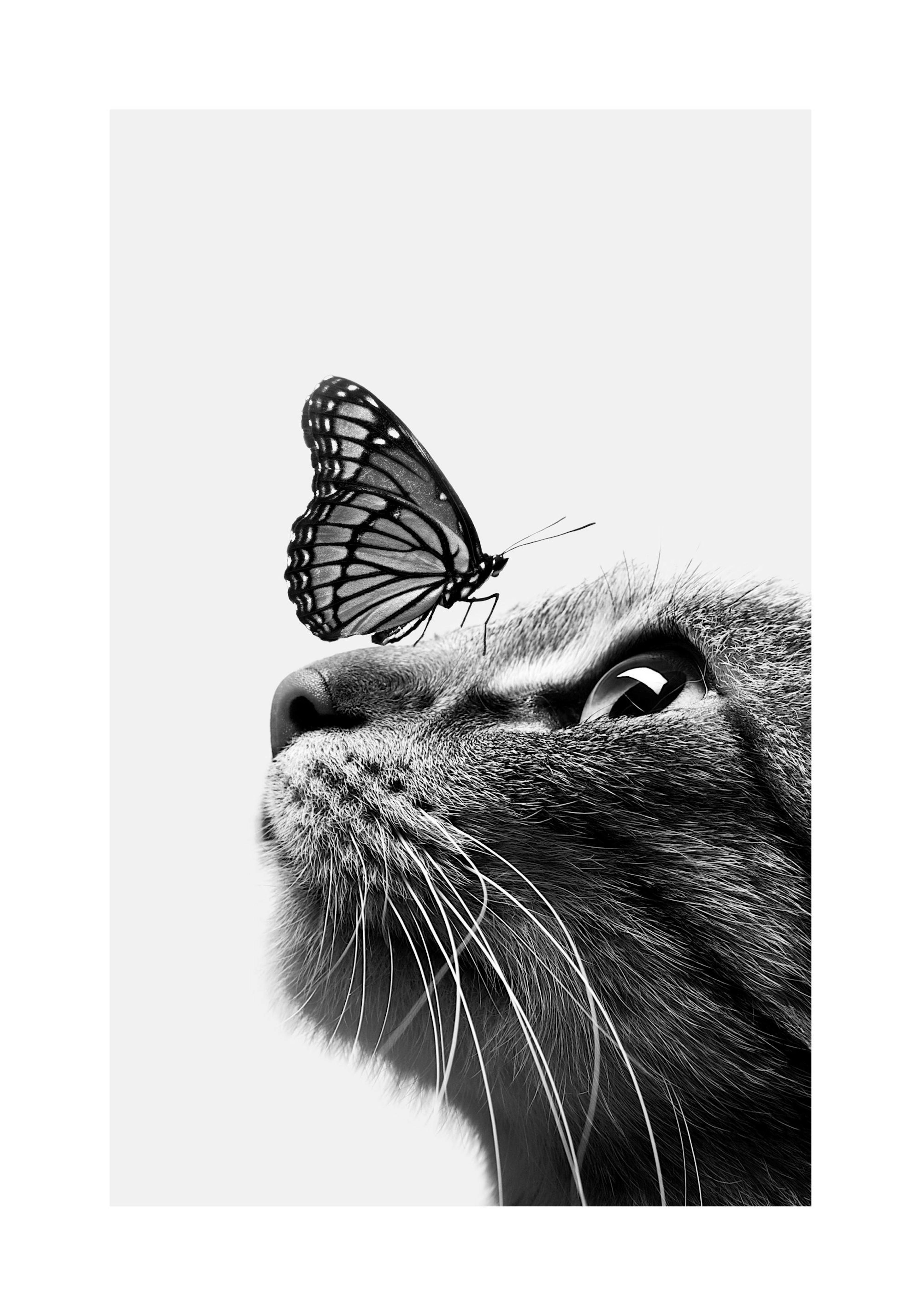 Butterfly Cat Poster