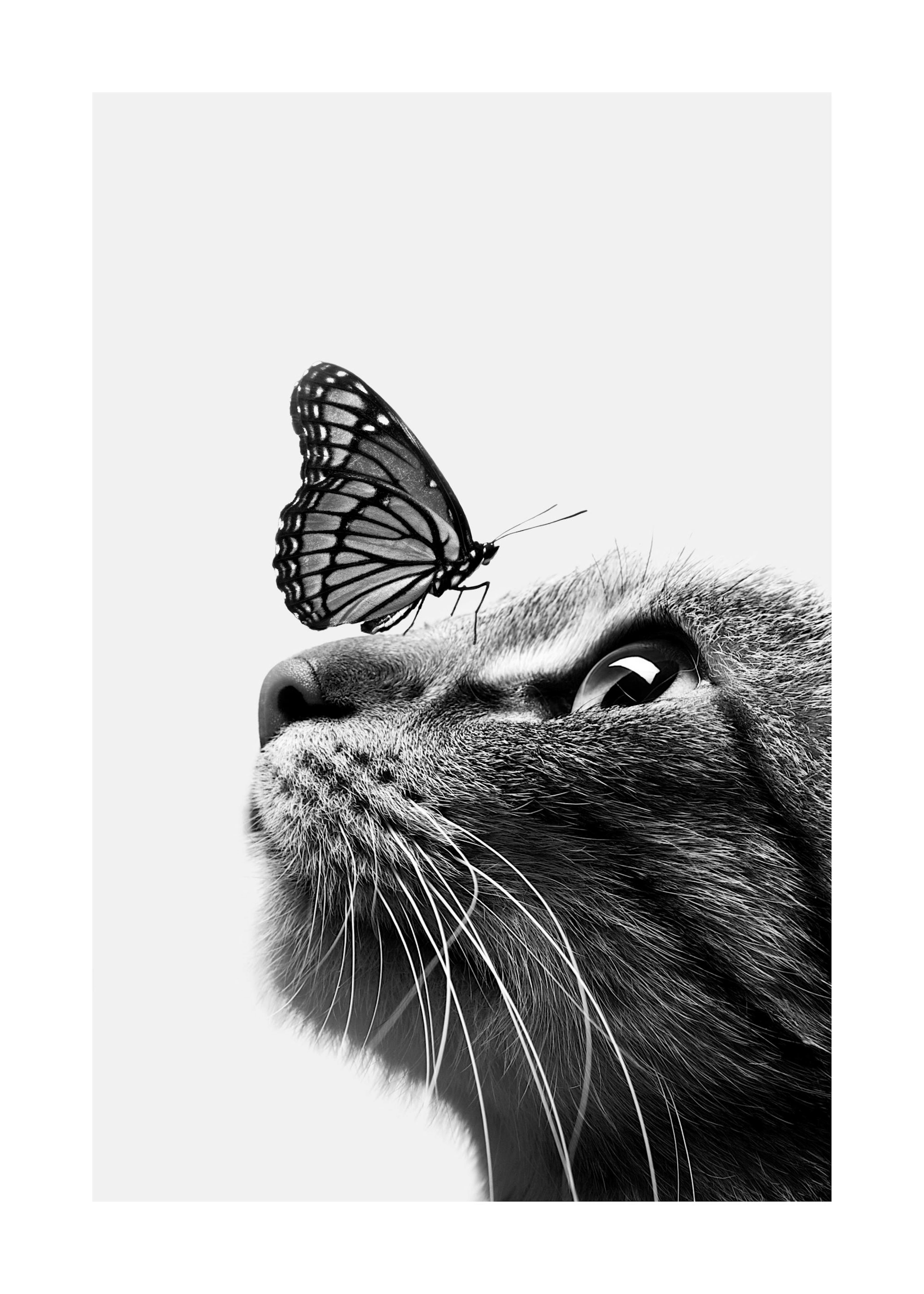 Butterfly Cat Poster 0