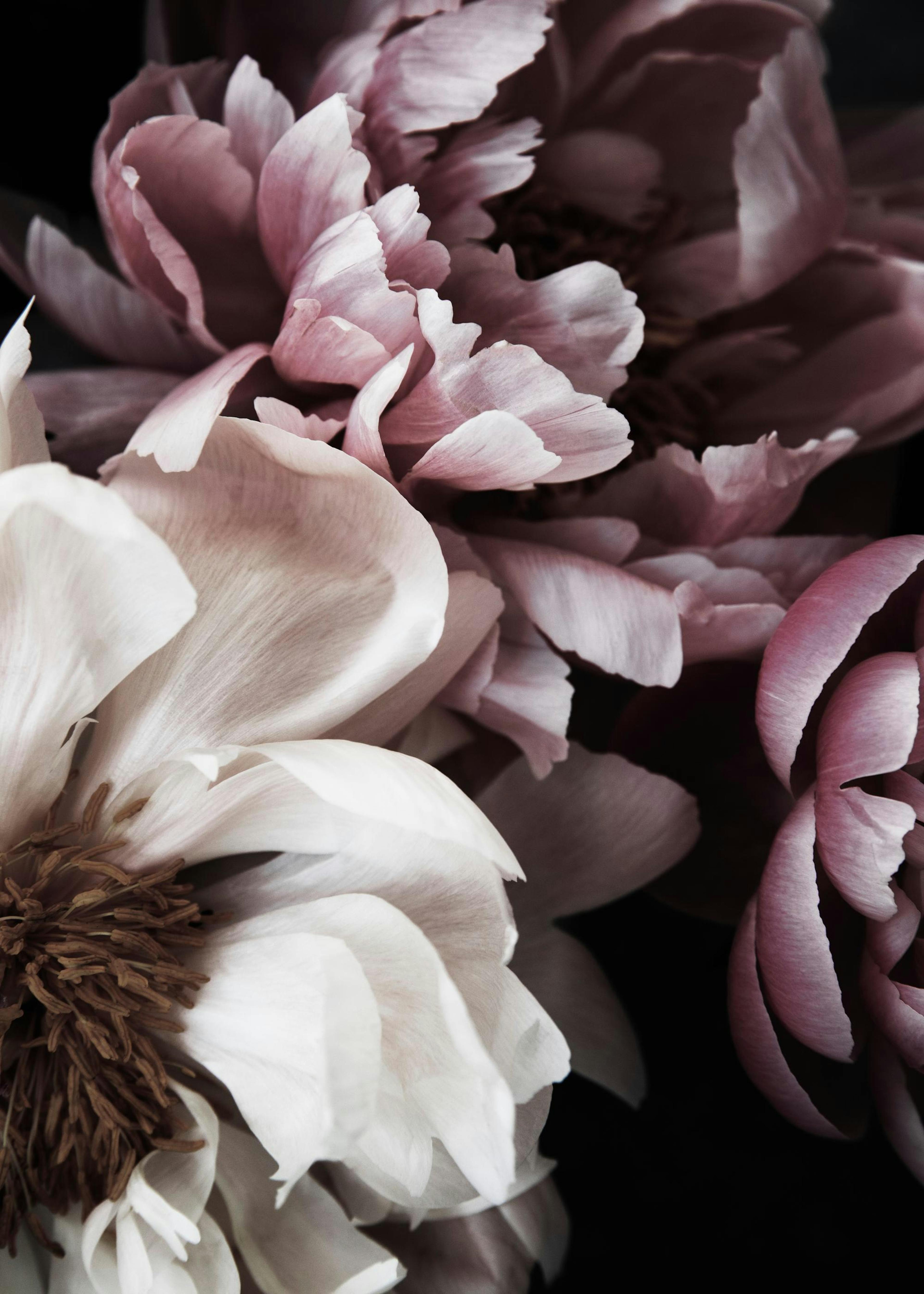 Dreamy Peony No1 Print