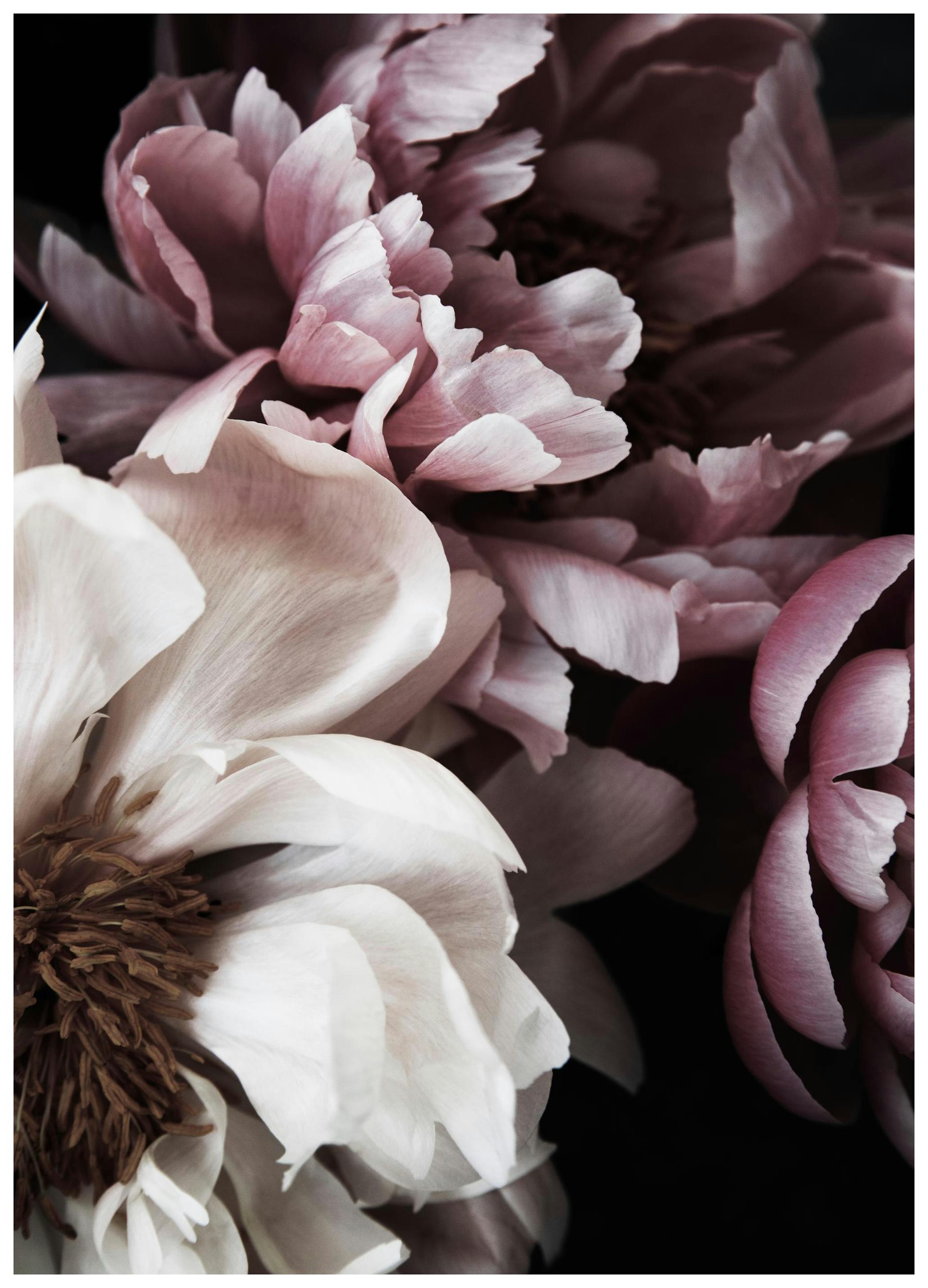 Dreamy Peony No1 Plakat (50x70 cm)- Fotografia