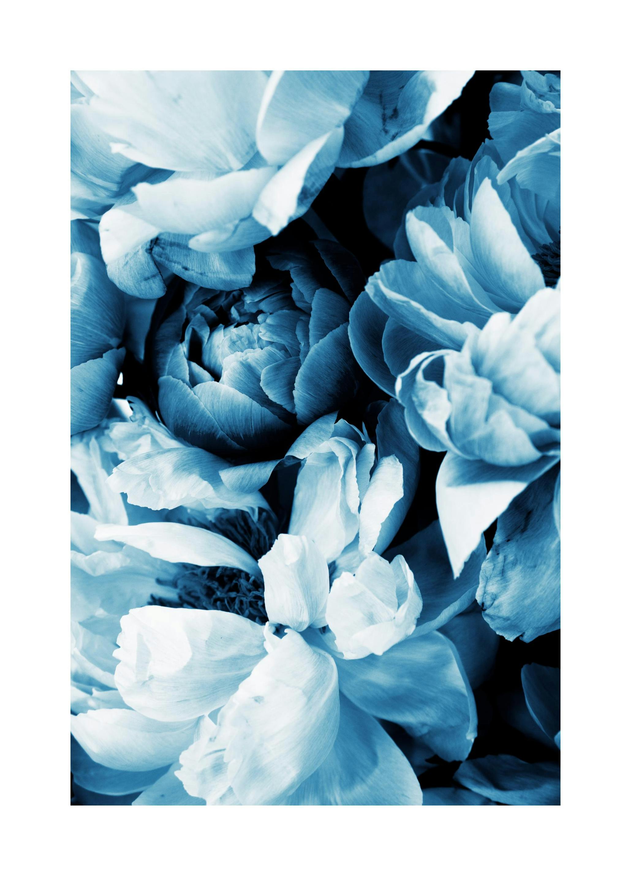 Blue Peony No2 Plakat (50x70 cm)- Fotografia