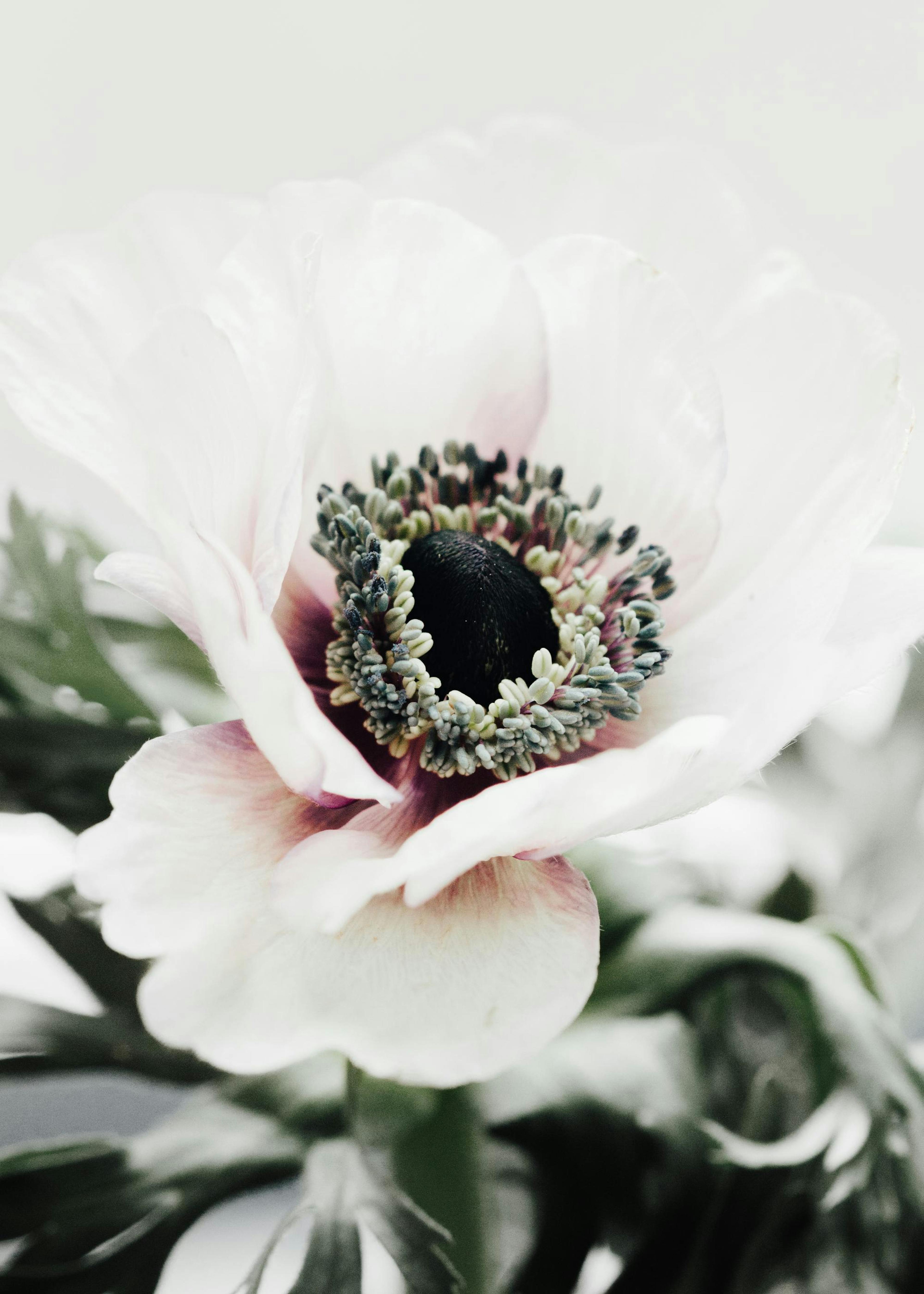 White Anemone Flower Poster 0