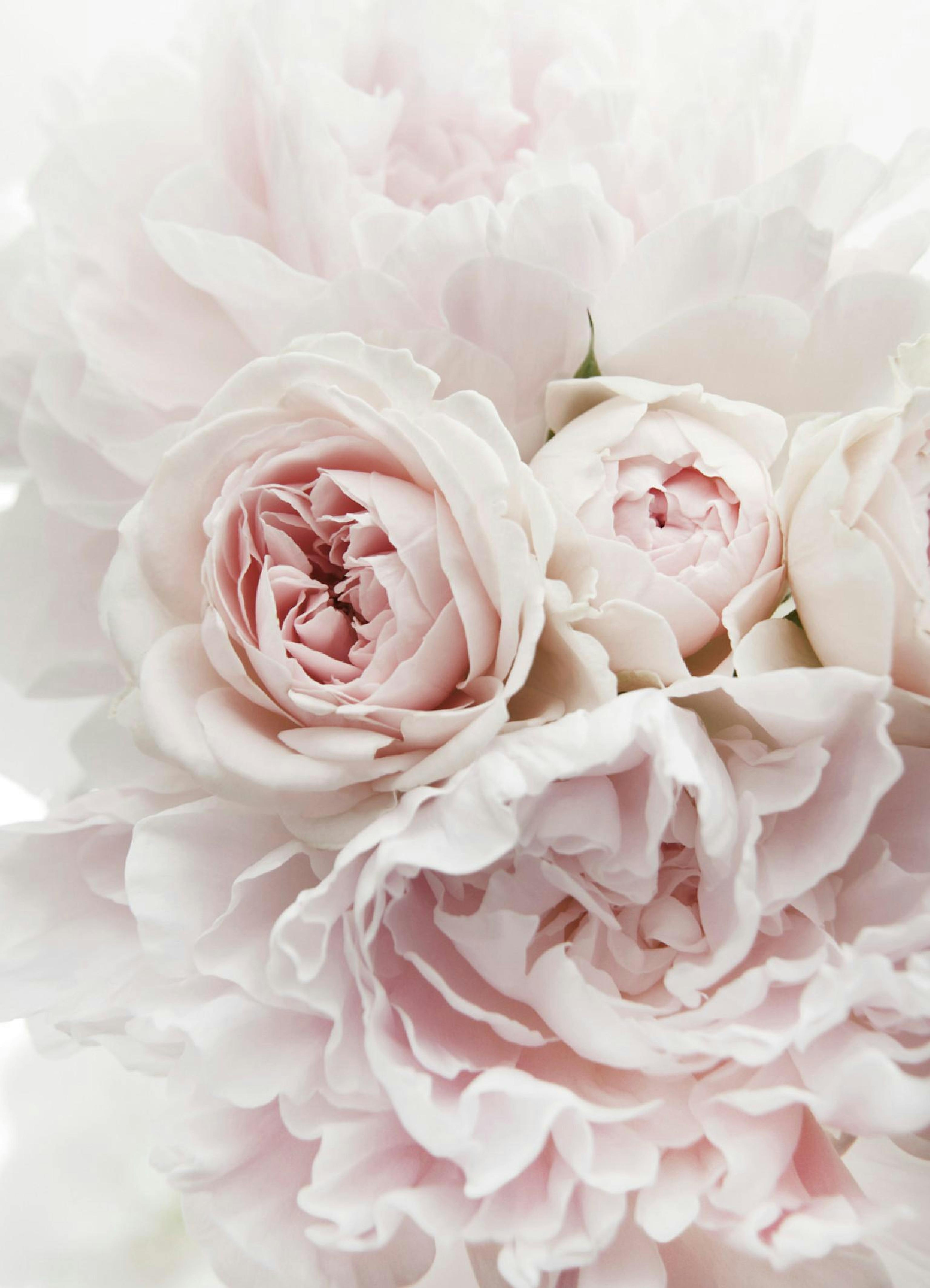 Peonies and Roses Print