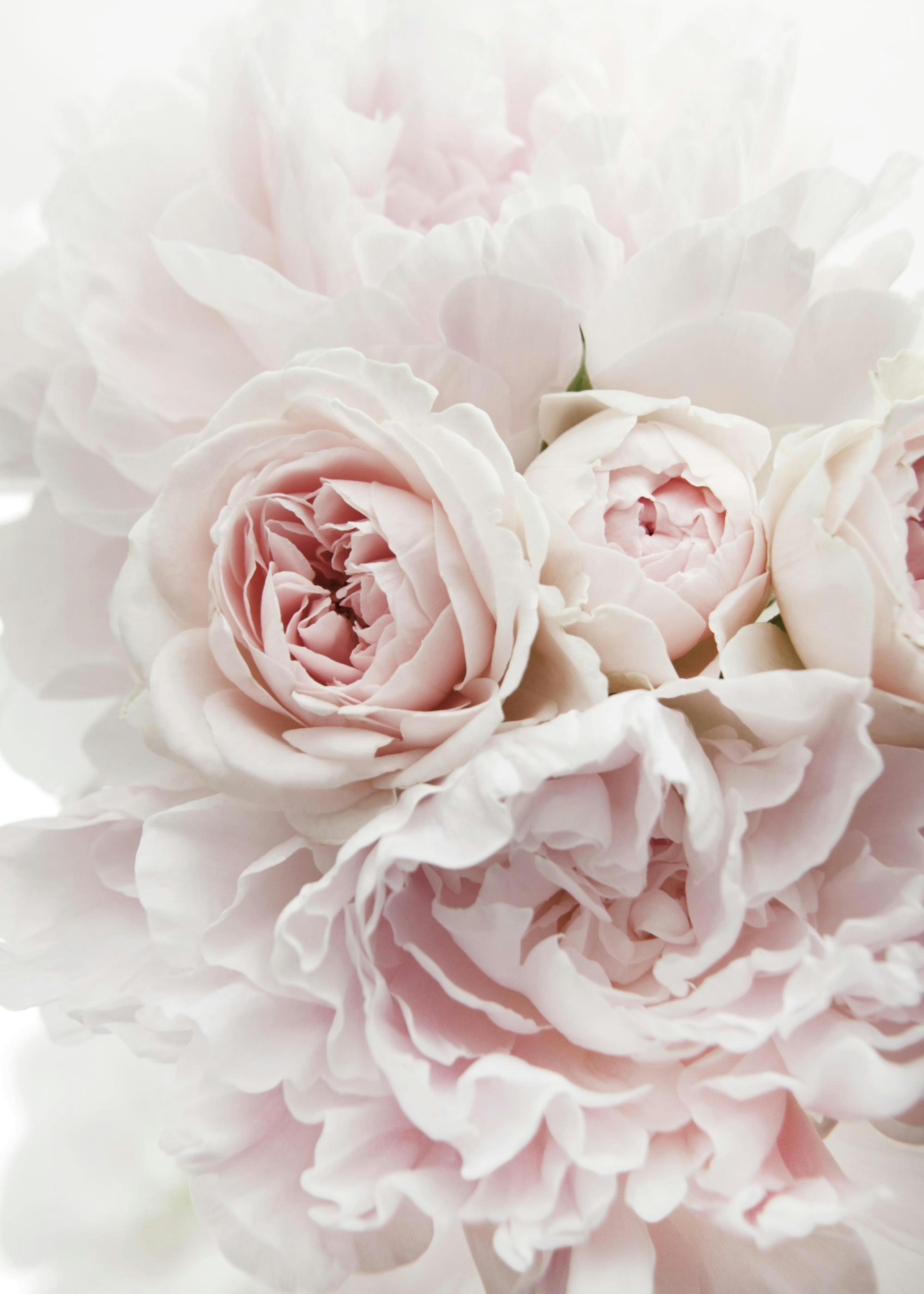 Peonies and Roses Print 0