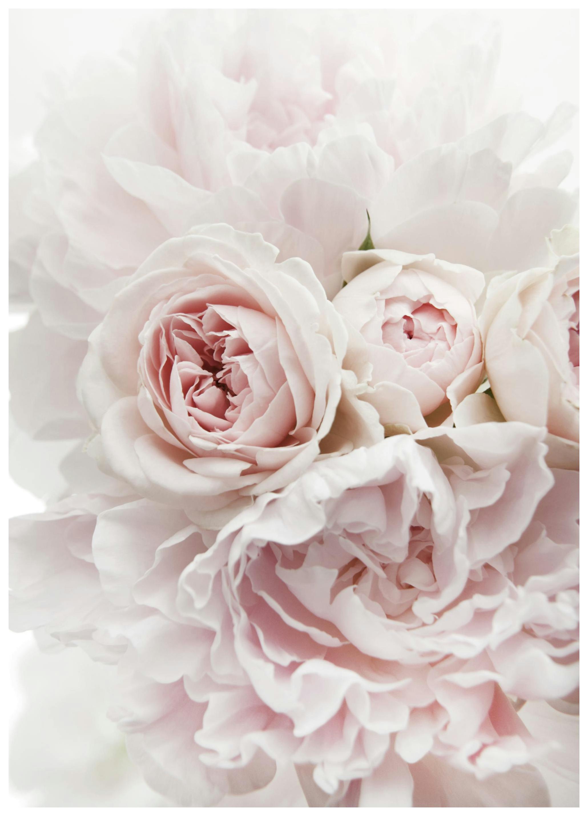 Prints - Peonies and Roses Print (21x30 cm) - Floral prints