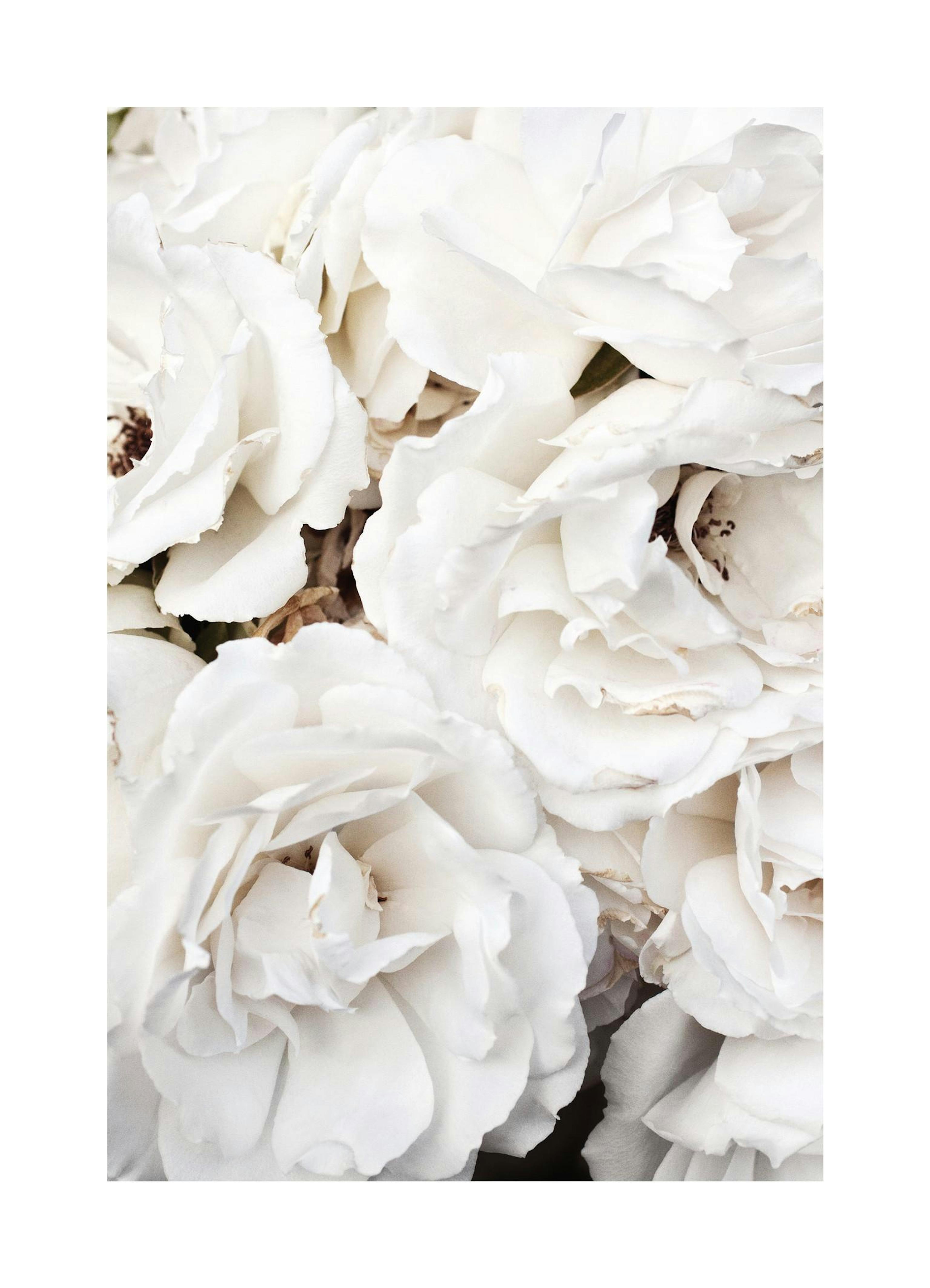 White Roses Plakát