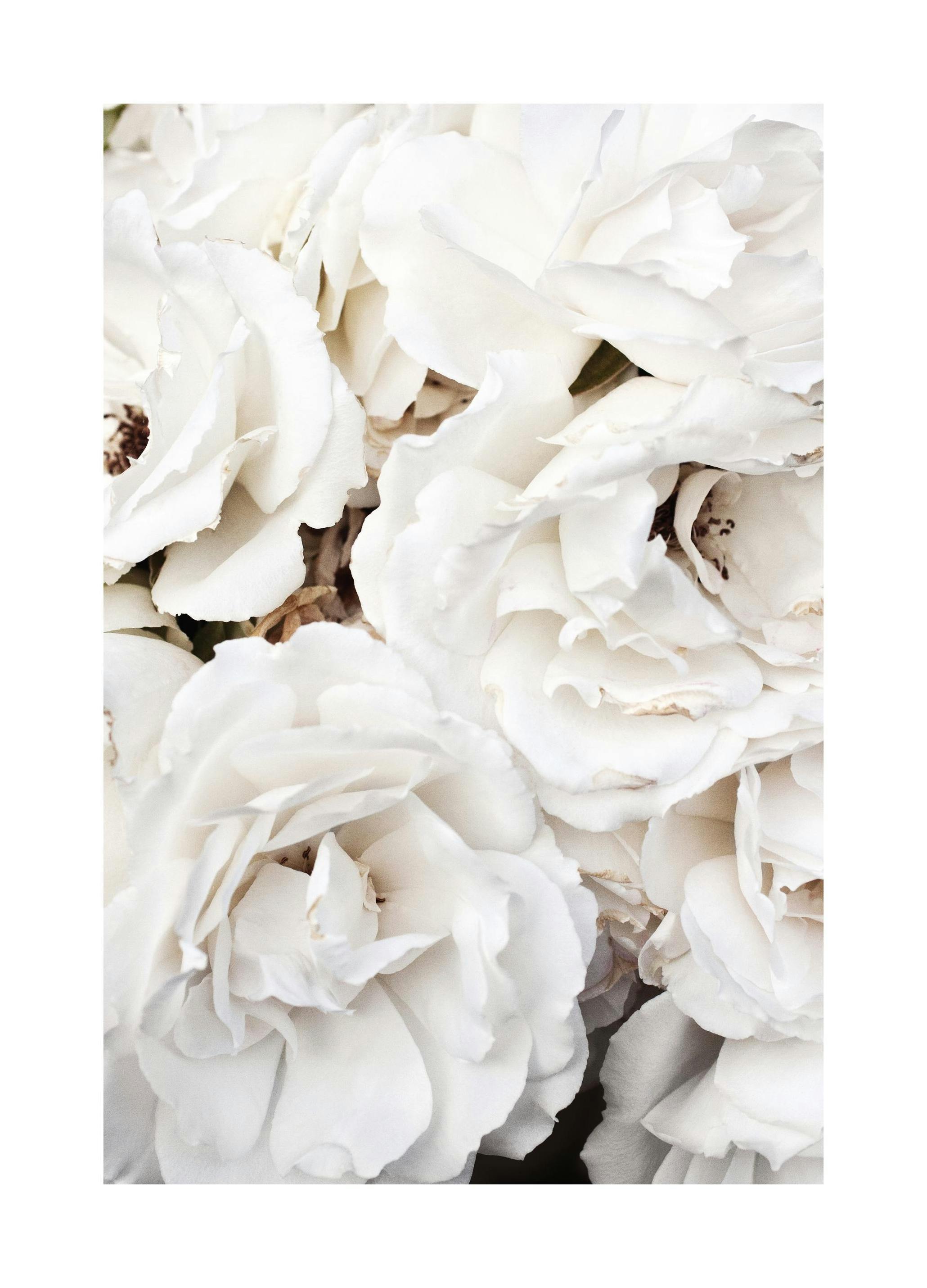 Prints - White Roses Print (13x18 cm) - Floral prints