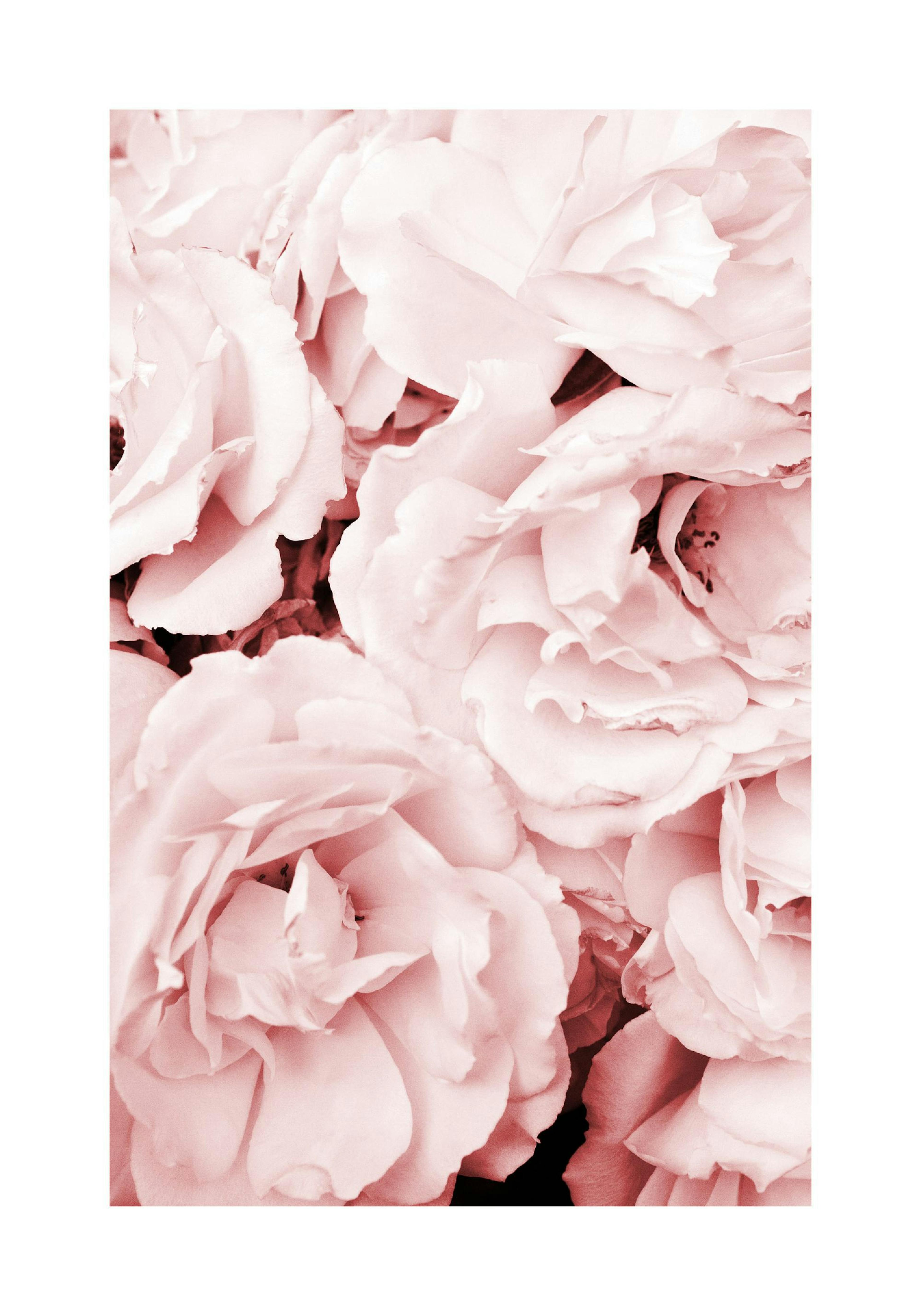 Close Up Pink Roses Print
