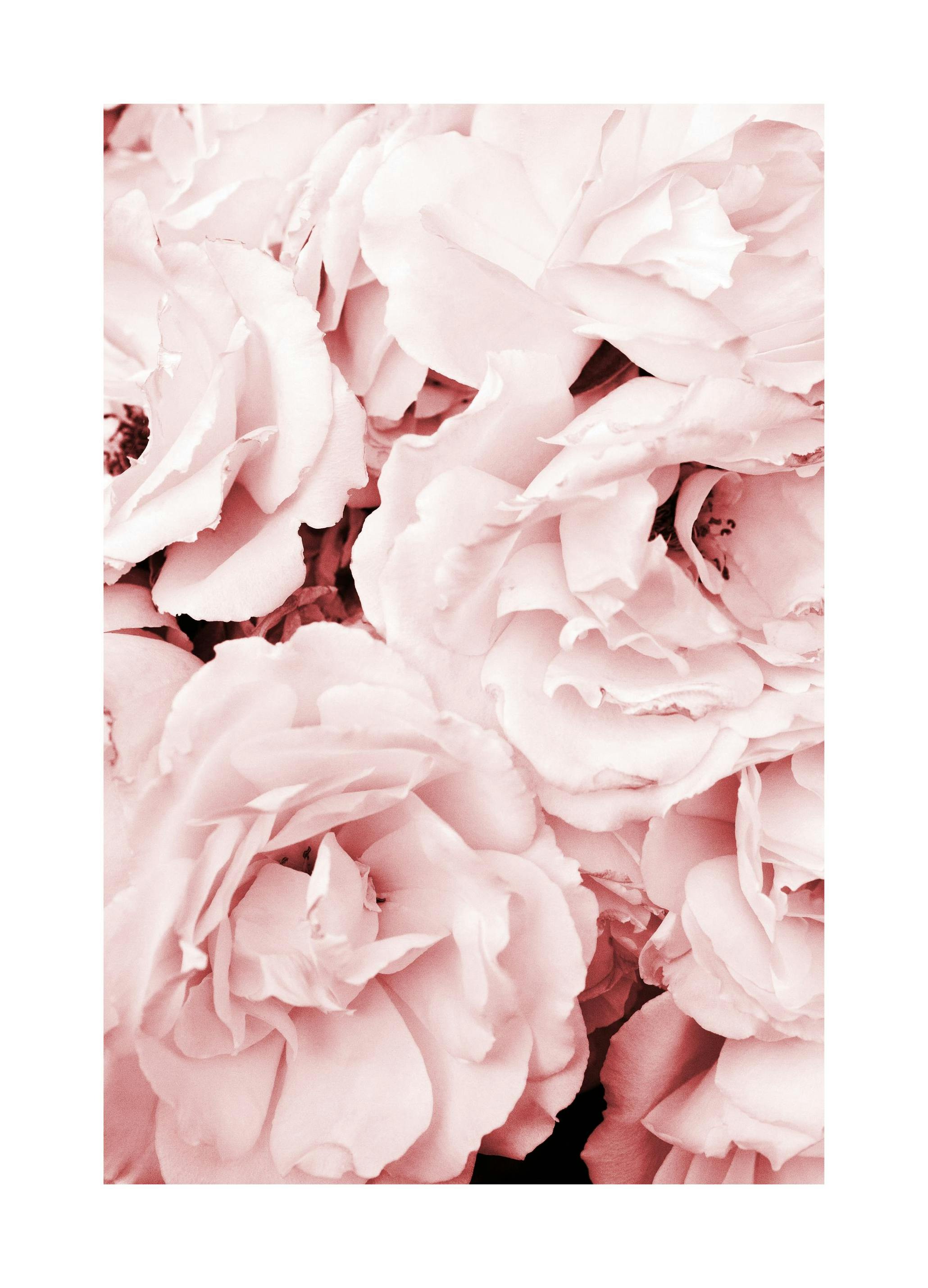 Close Up Pink Roses Affiche (50x70 cm) - Photographies