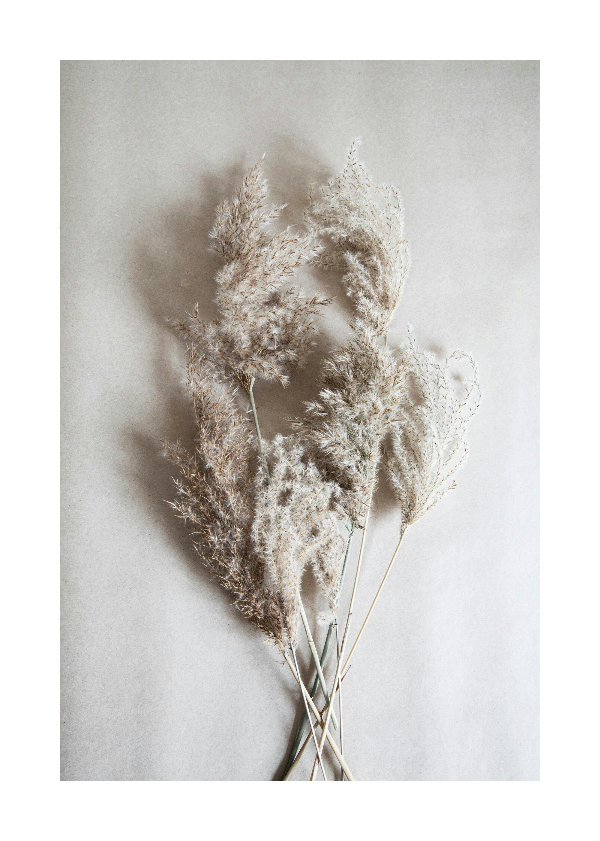 Bouquet of Autumn Reeds Poster 0