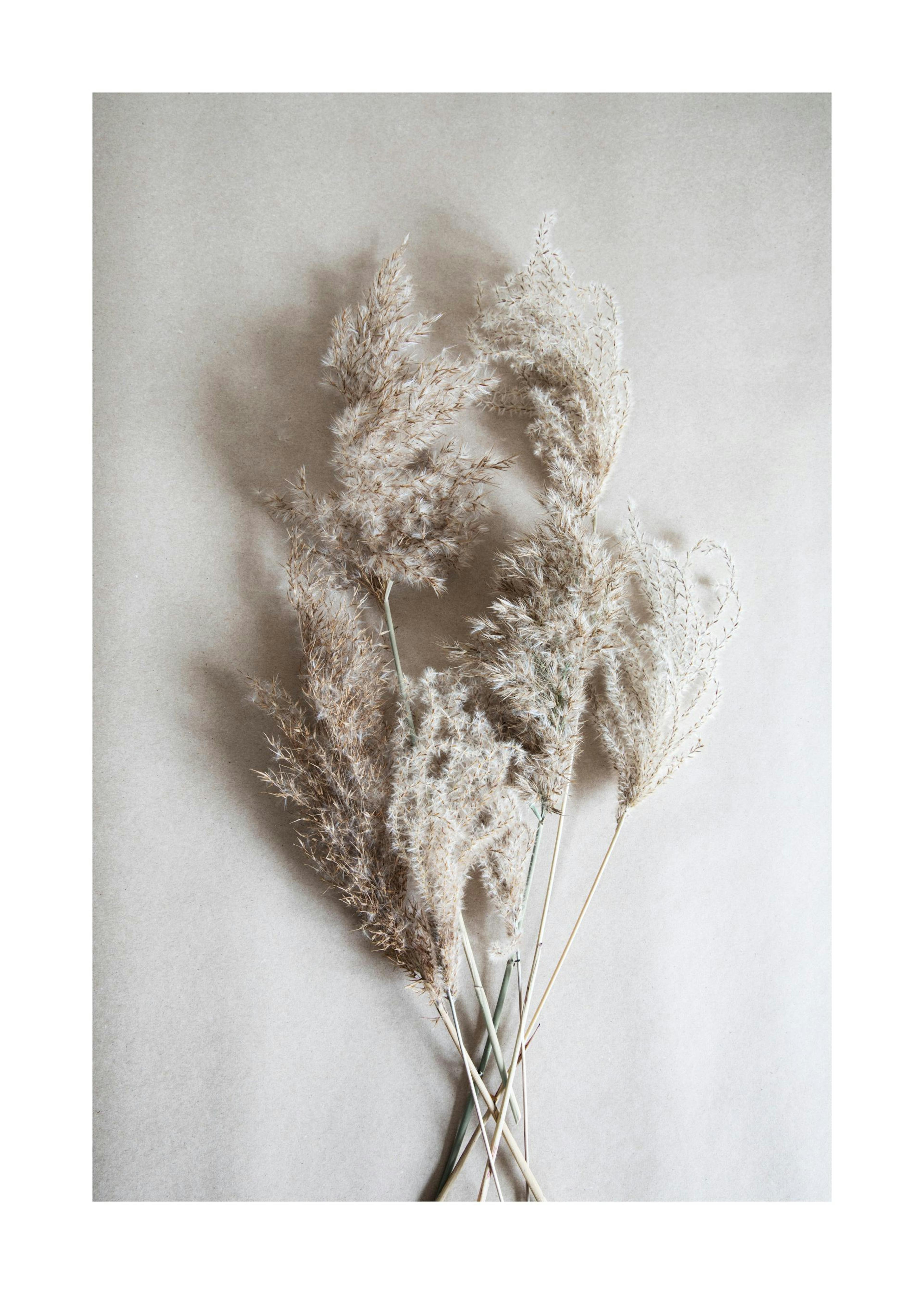Bouquet of Autumn Reeds Affiche 0