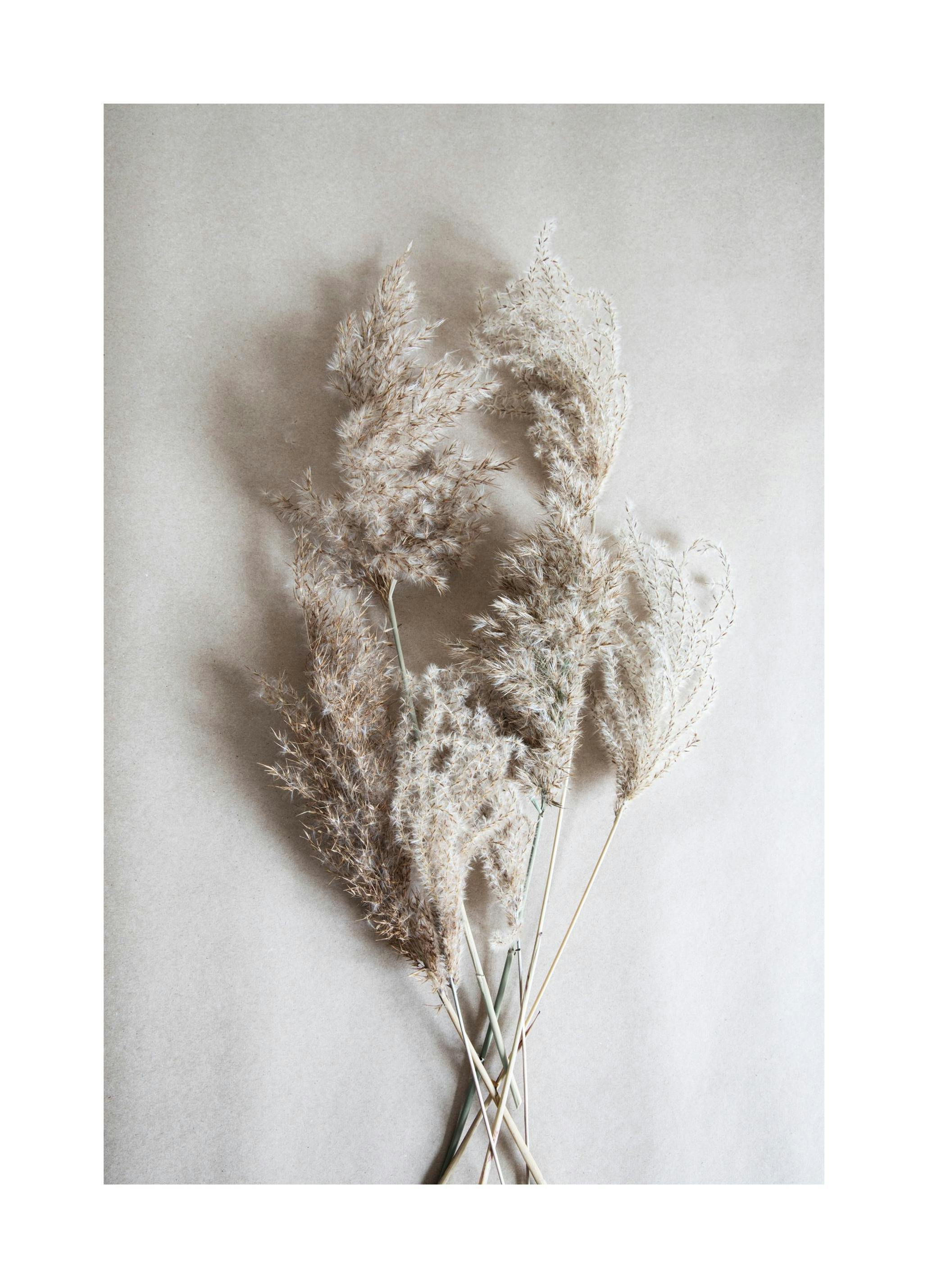 Bouquet of Autumn Reeds Poster (40x50 cm)