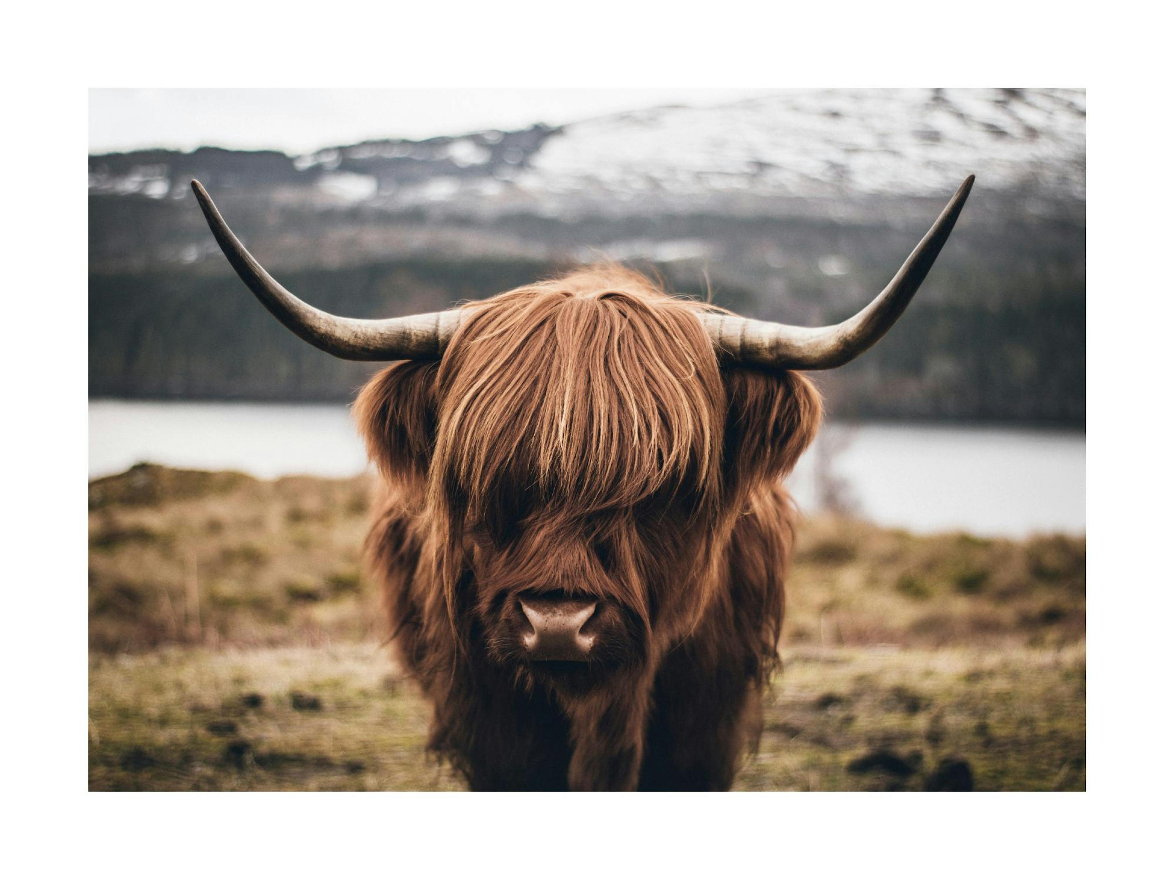 Scottish Highland Cattle Poster