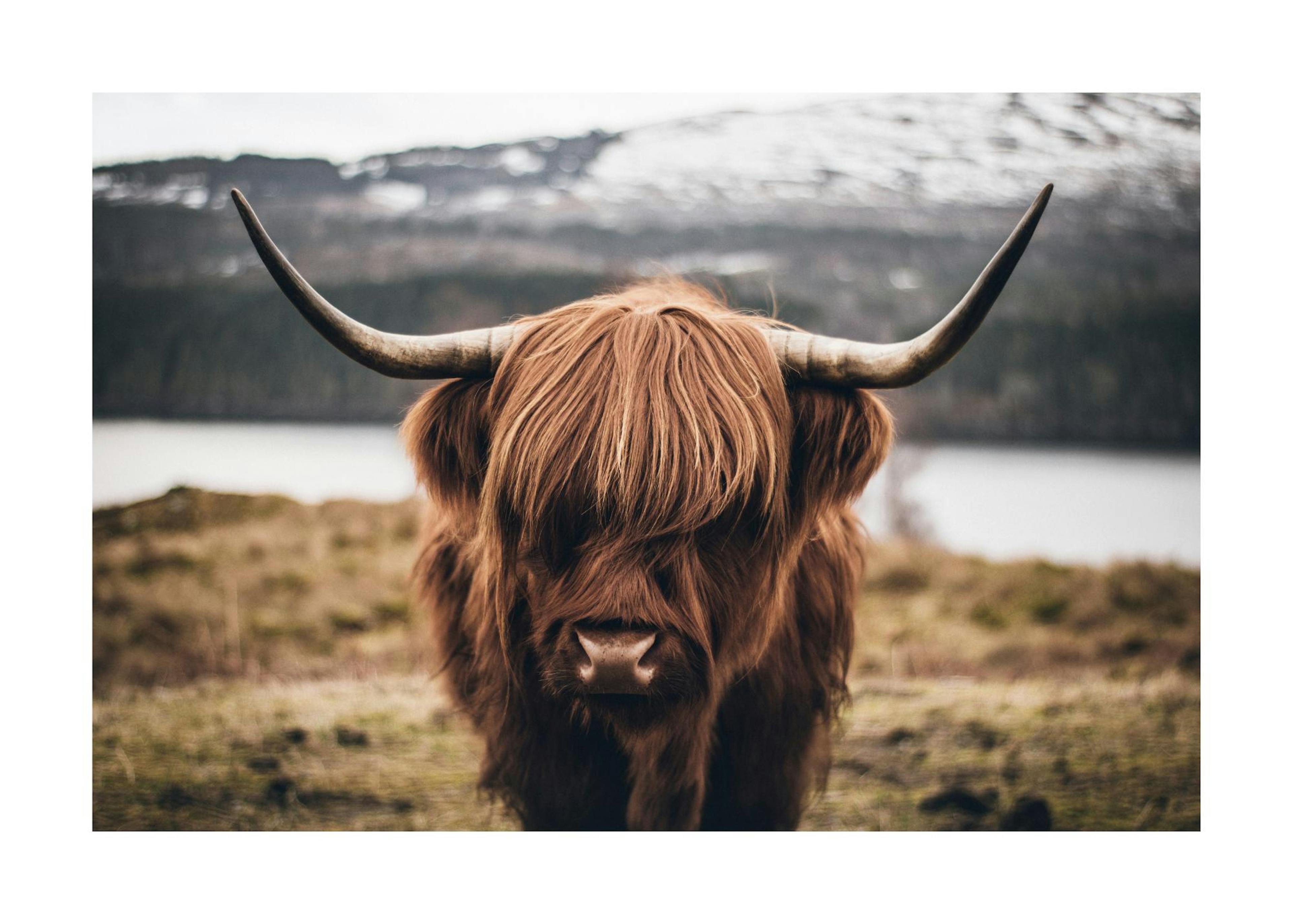 Scottish Highland Cattle Print