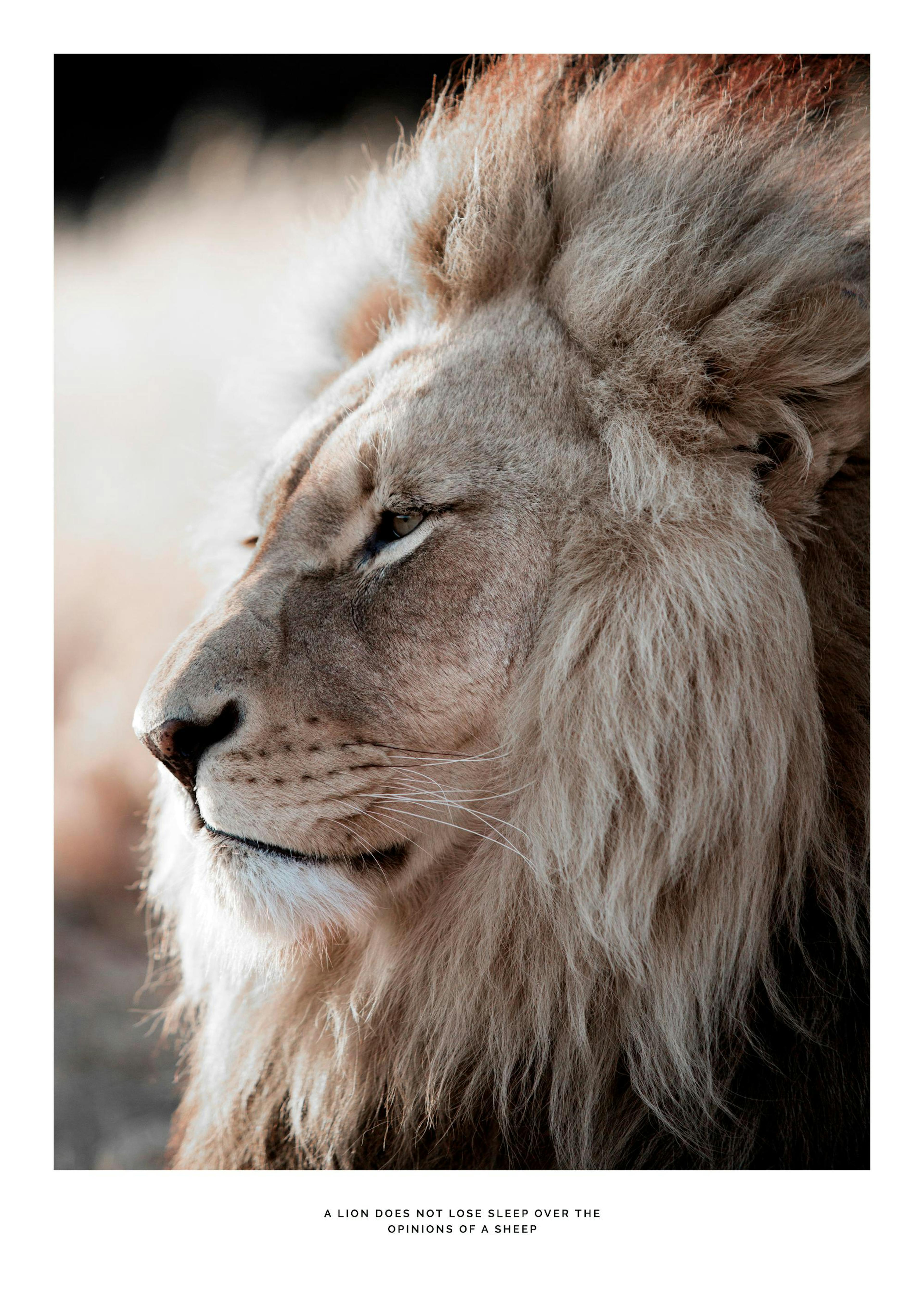 African Lion Juliste 0