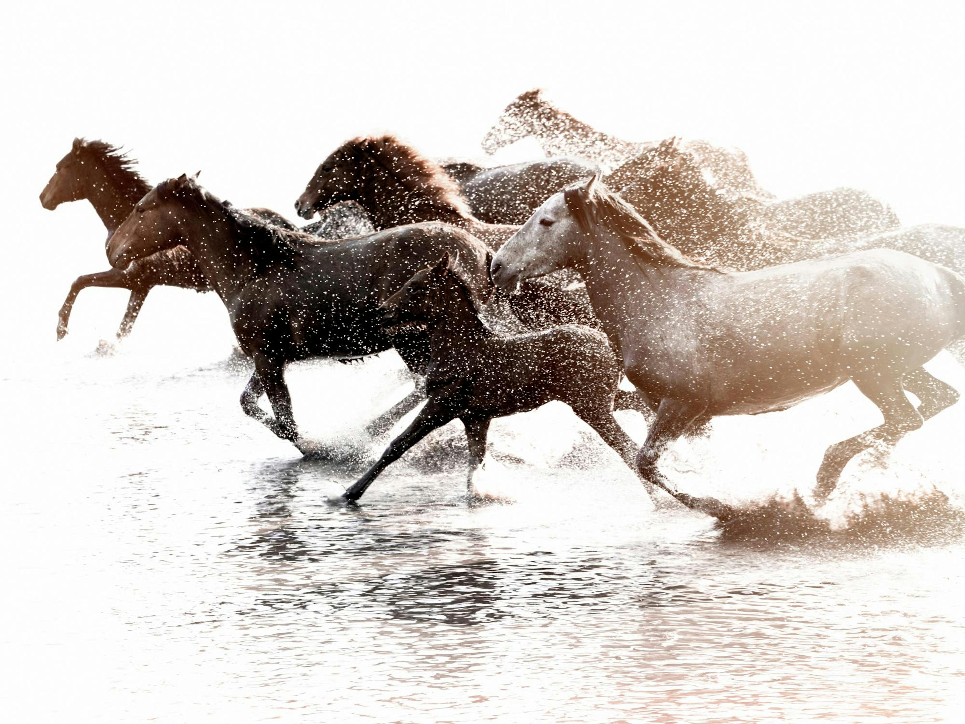 Running Horses Print