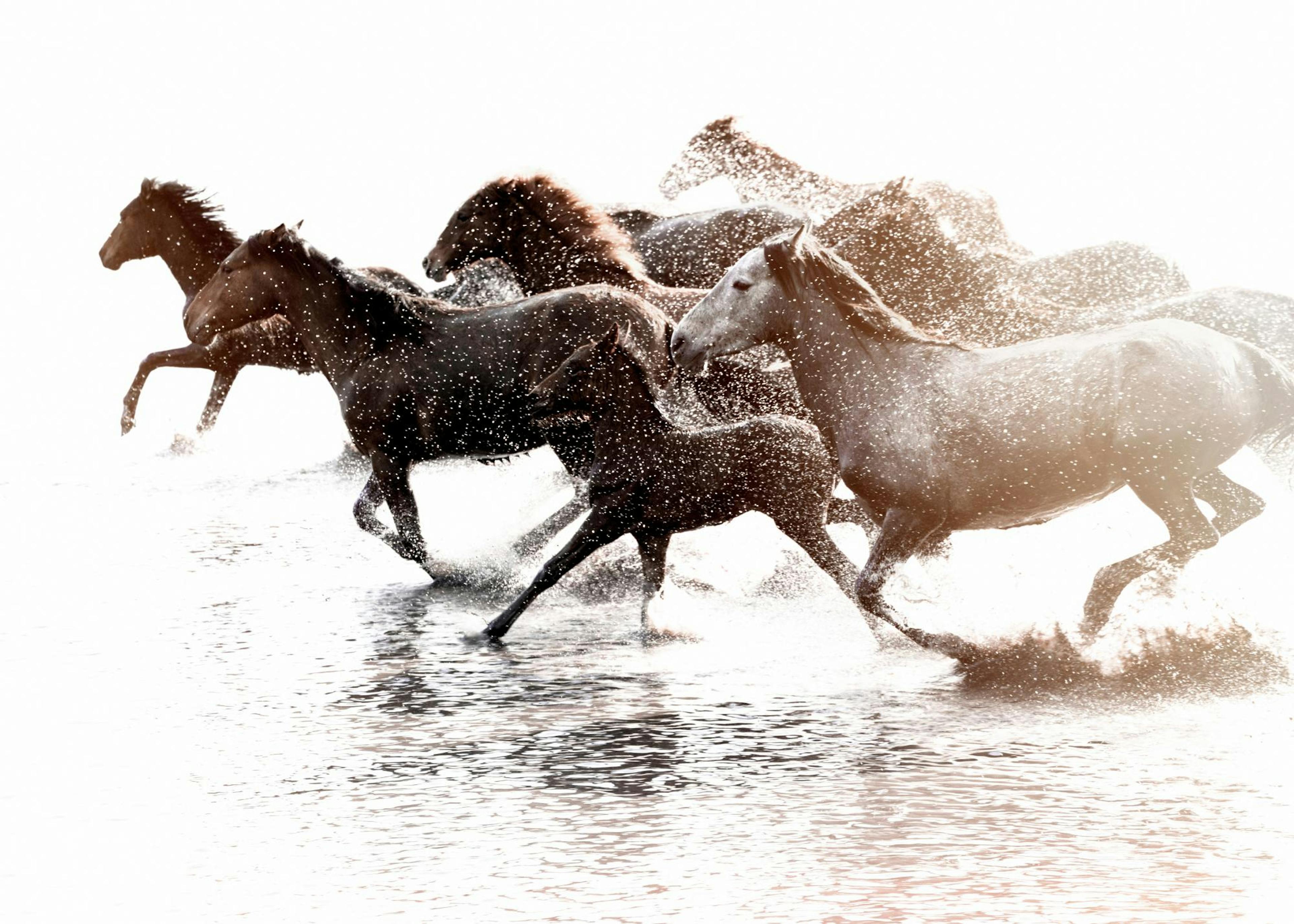Running Horses Print 0