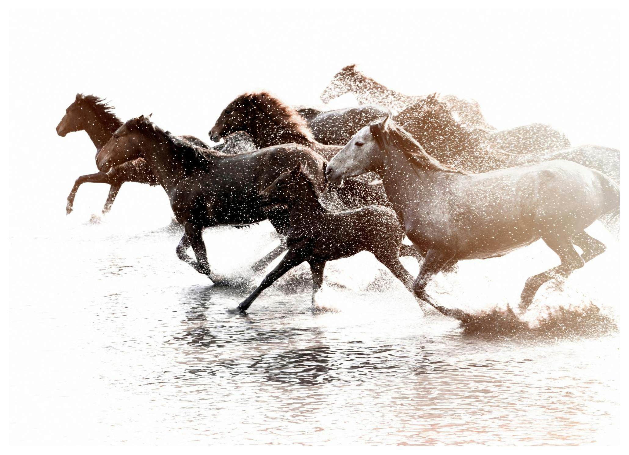 Running Horses Plakat (30x40 cm)- Fotografia