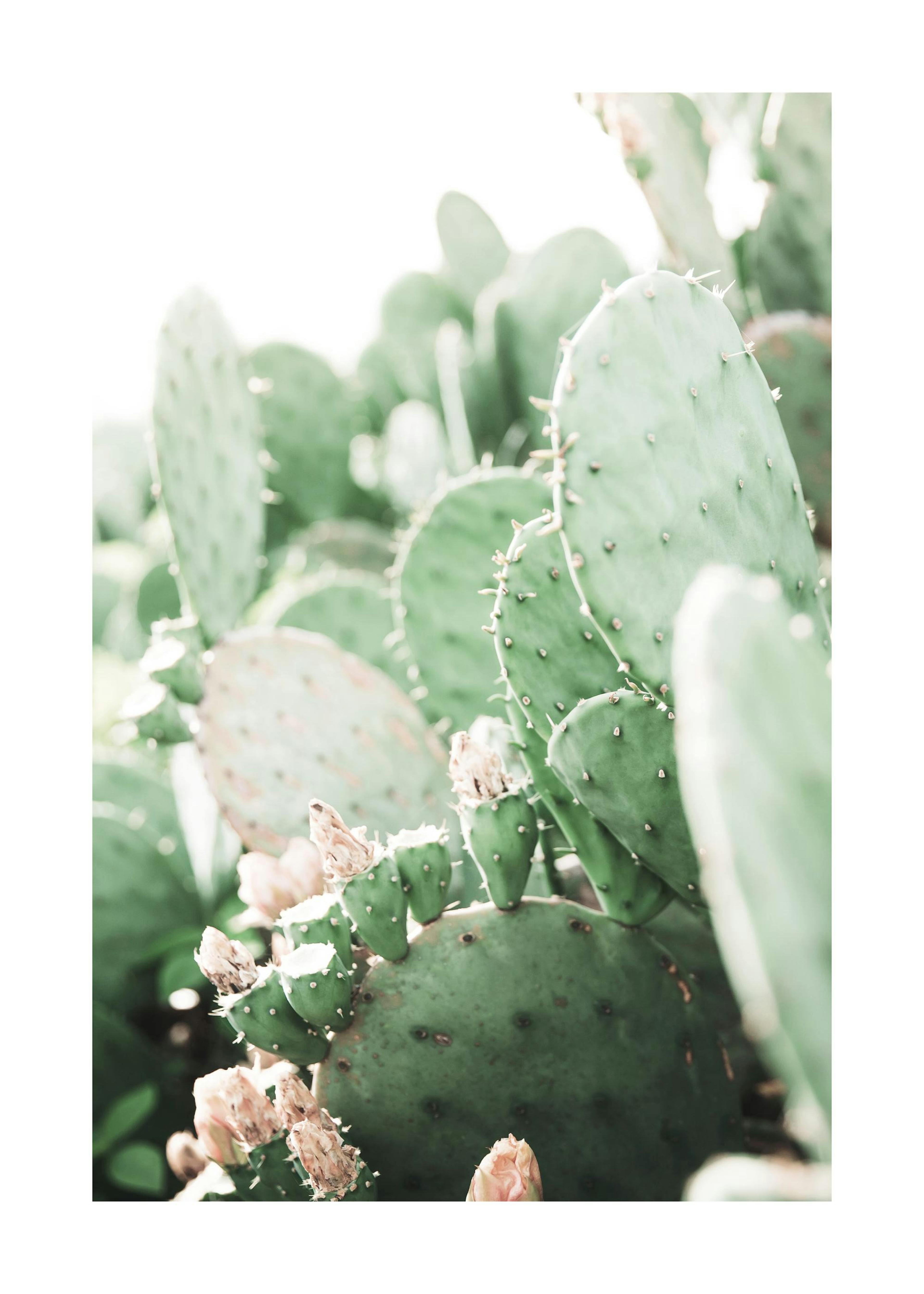 Prickly Pear Cactus Print 0