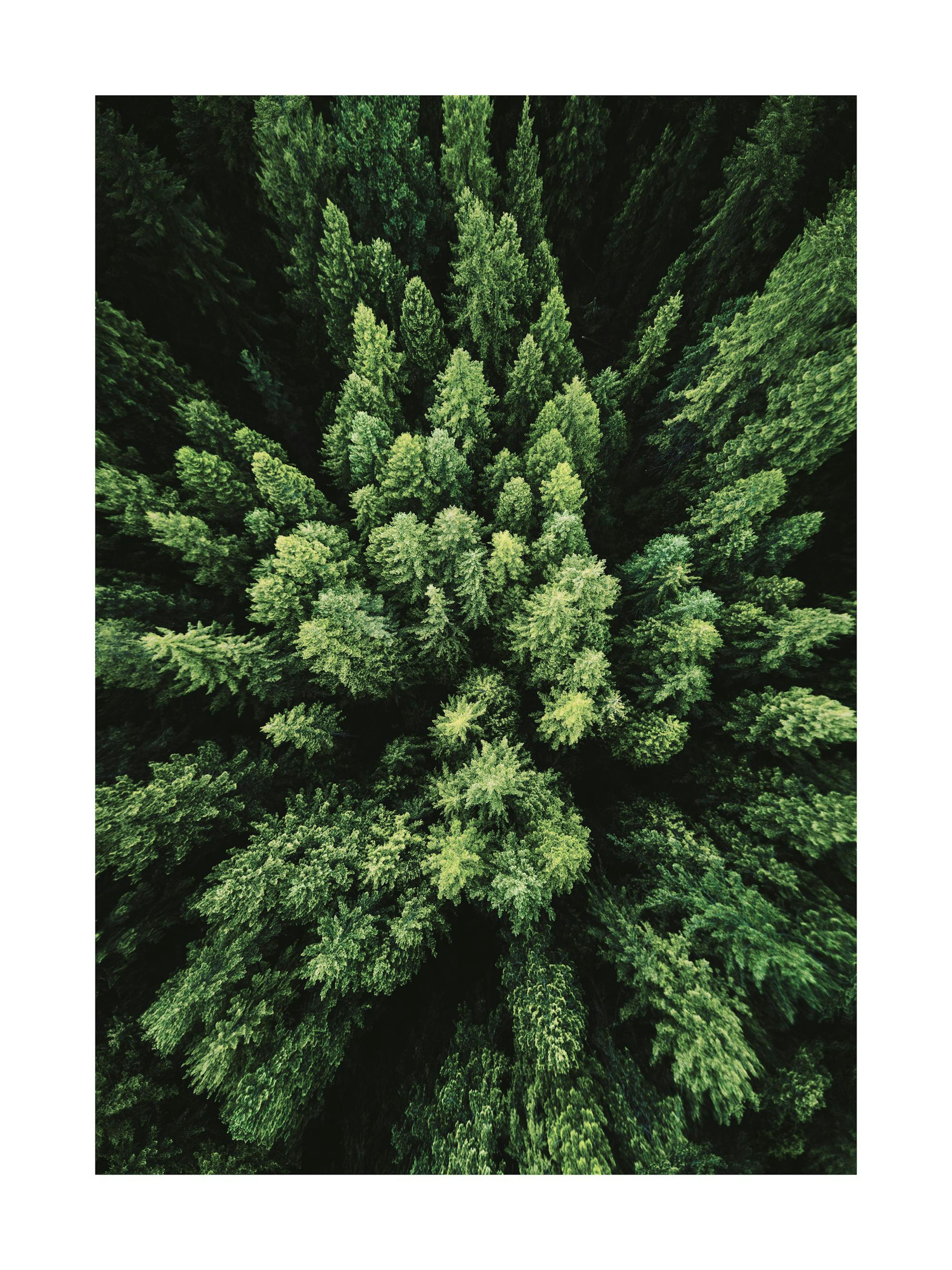 Aerial Forest Print