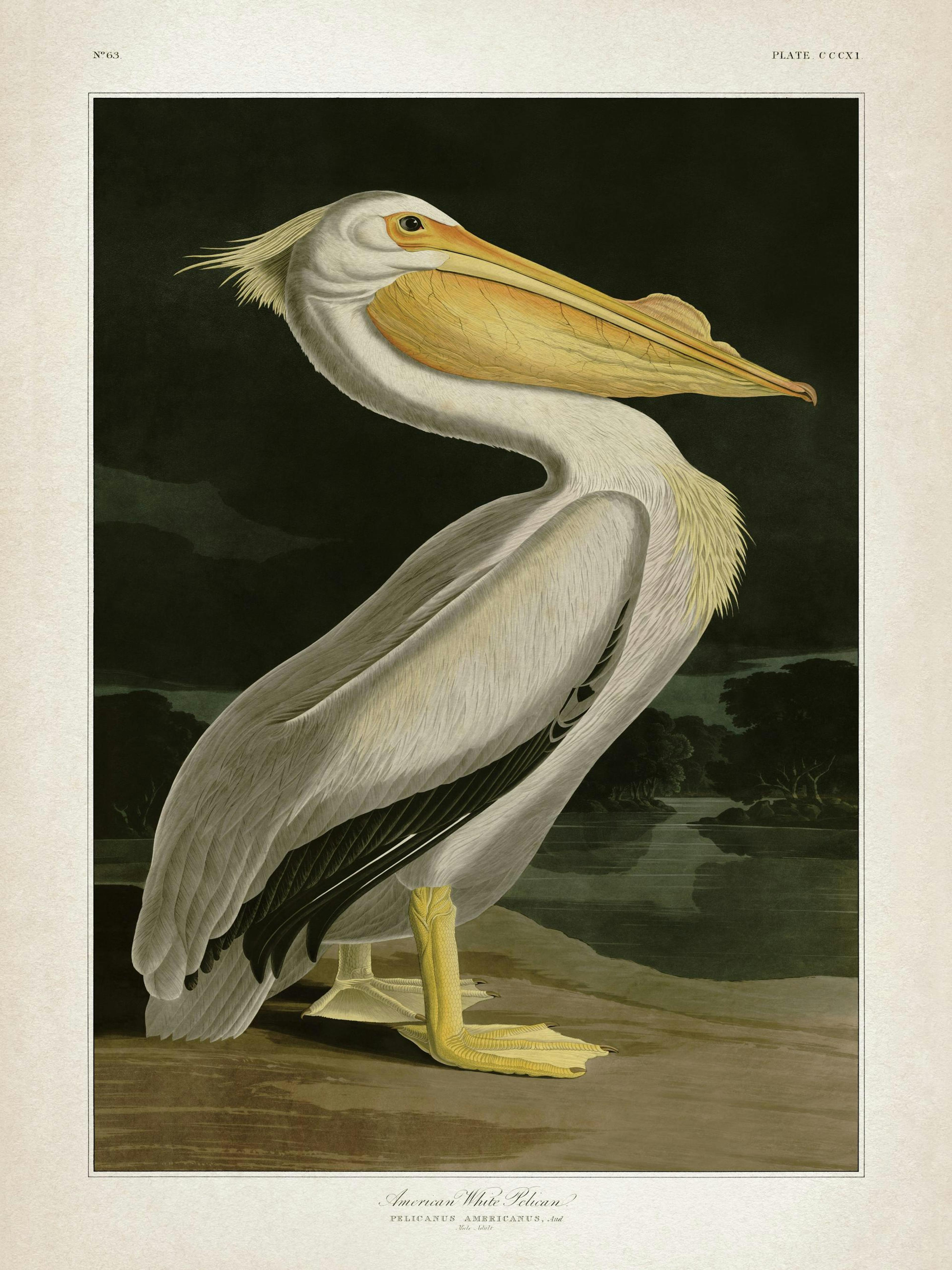 American White Pelican Poster