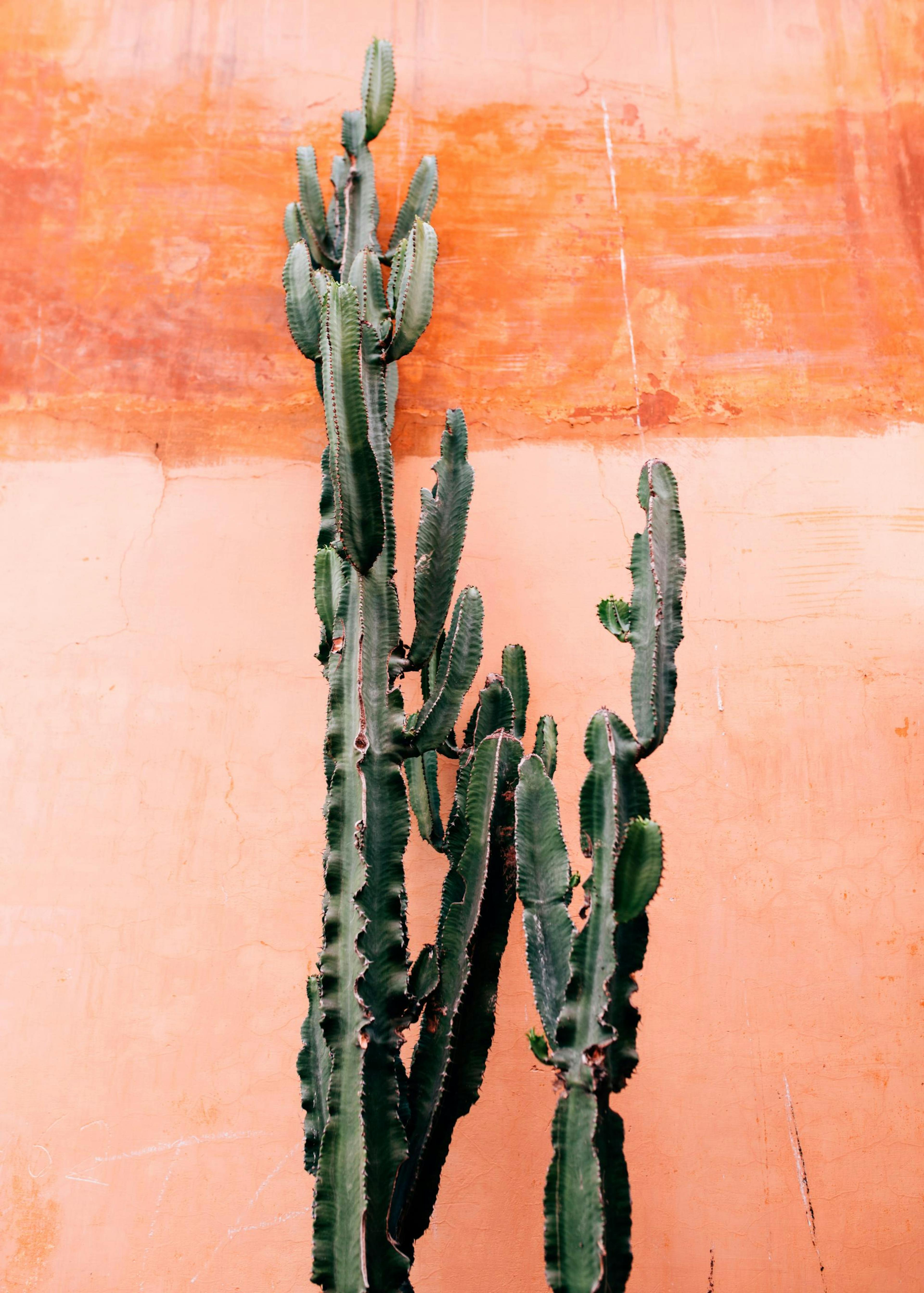 Orange Cactus Wall Poster 0