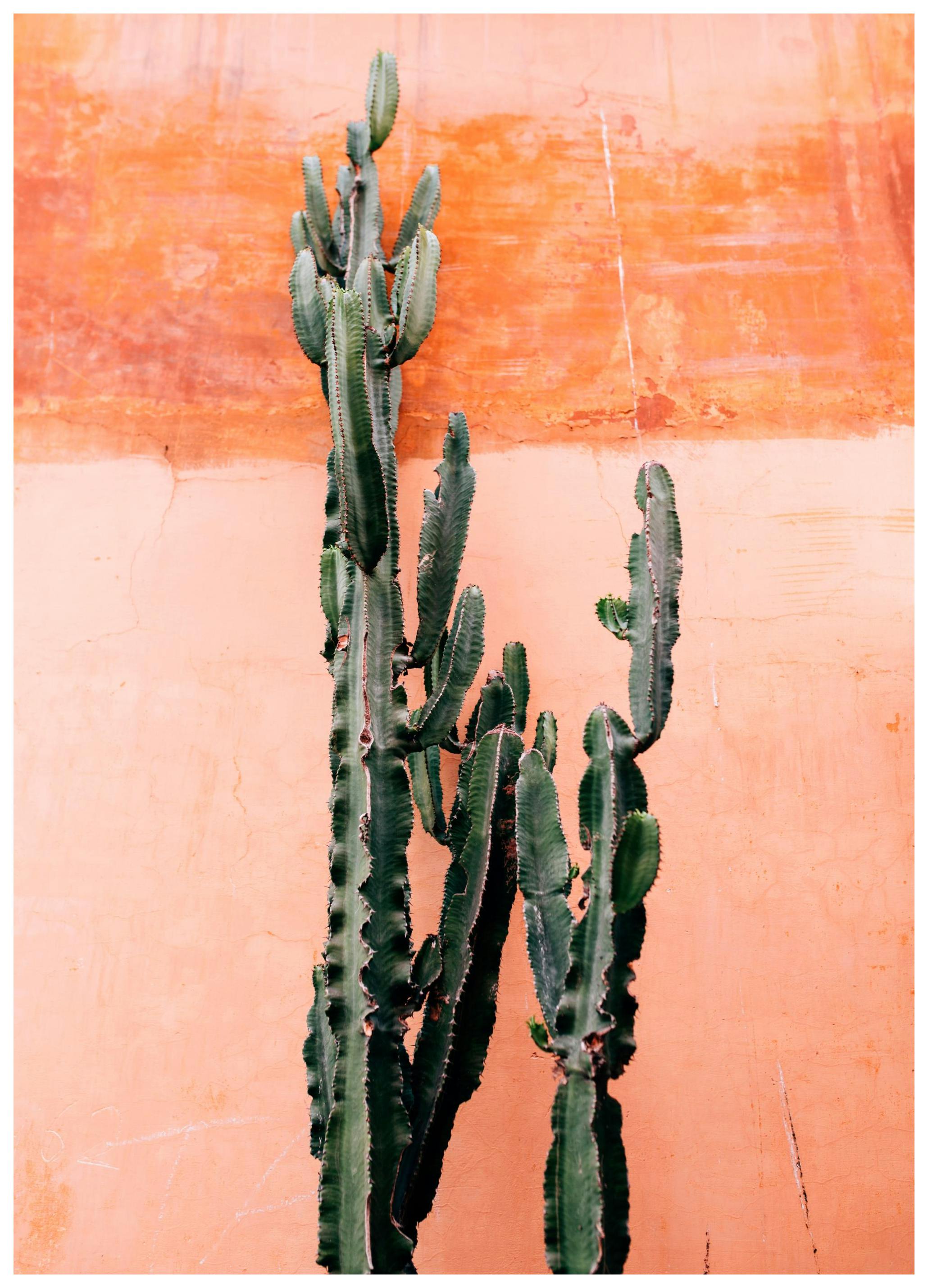 Orange Cactus Wall Plakat (30x40 cm)- Fotografia