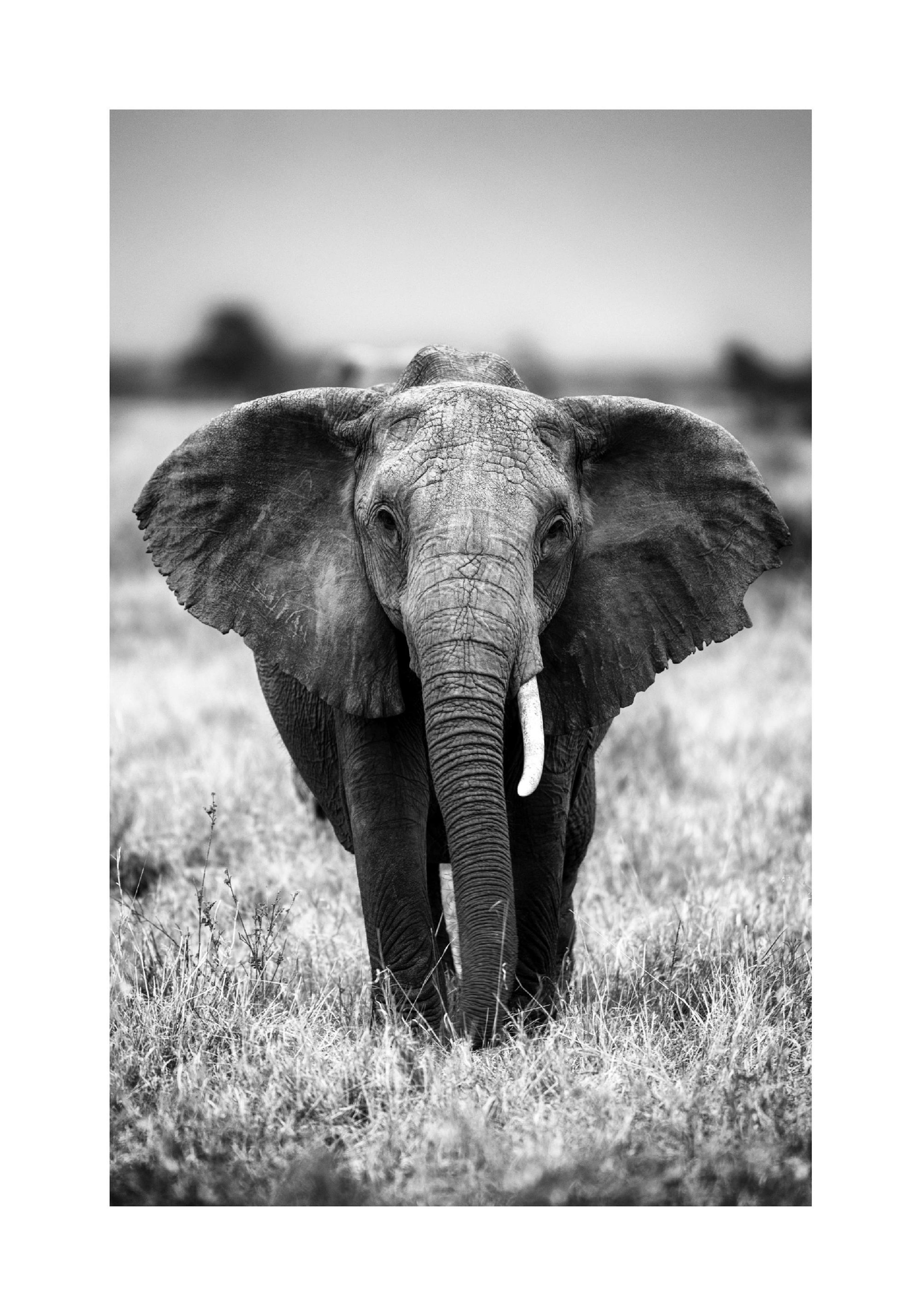 Elephant on the Savanna Poster