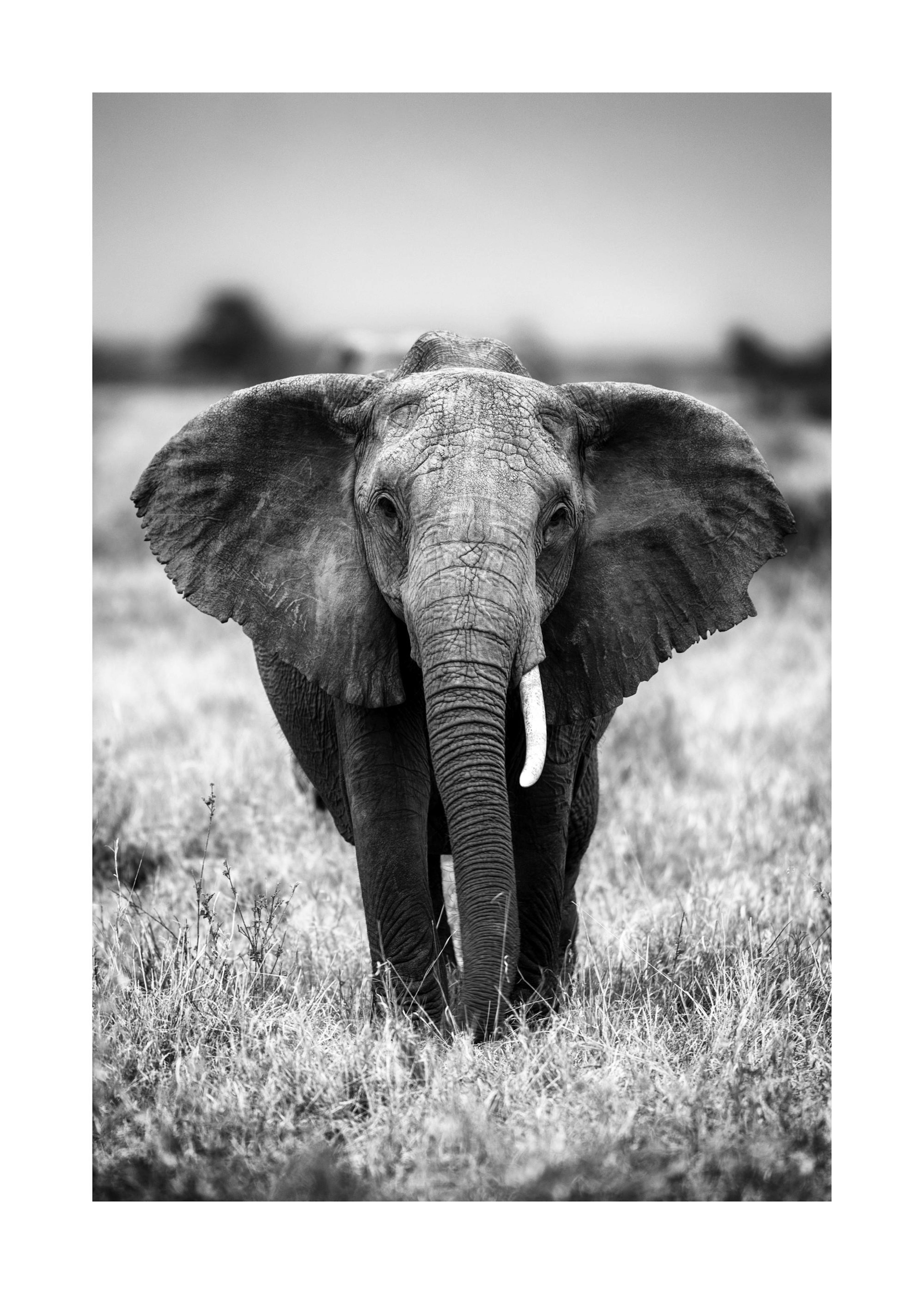 Elephant on the Savanna Poster 0