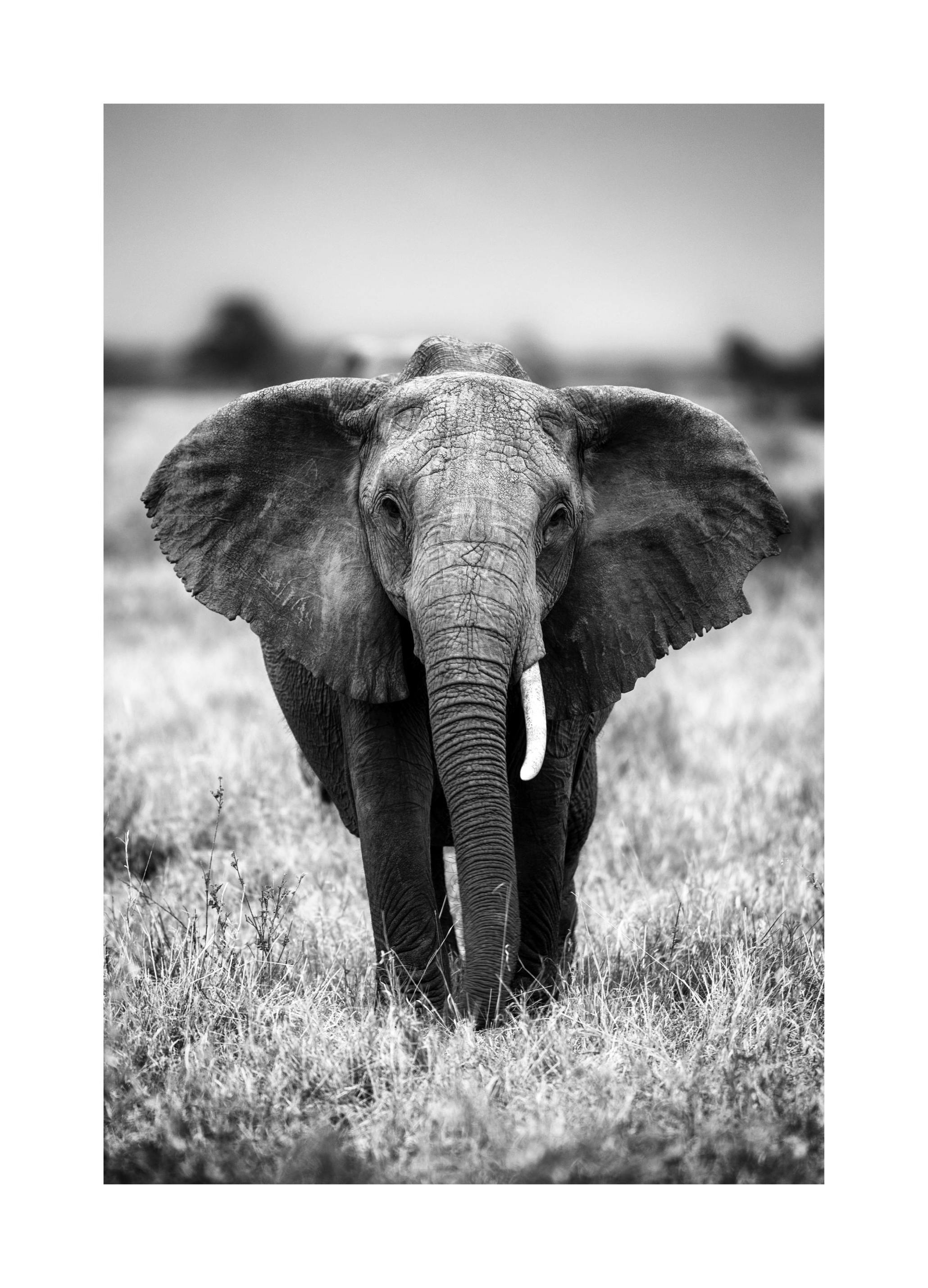 Elephant on the Savanna Plakat (50x70 cm)- Czarno-białe plakaty
